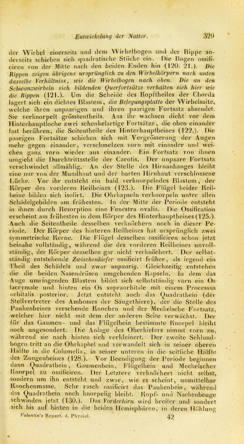 der Wirbel einerseits und dem Wirbelbogen und der Rippe an- derseits schieben sieb quadratische Stücke ein. Die Bogen ossifi- ciren von der Milte nach den beiden Enden hin (120. 21.). Die Rippen zeigen übrigens ursprünglich zu den Wirbelkörpern nach unten dasselbe Verhältniss, wie die Wirbelbogen nach oben. Die an den Schwanzwirbeln sich bildenden Querfortsätze verhalten sich hier wie die Rippen (121.). Um die Scheide des Kopftheiles der Chorda lagert sieh ein dichtes Blastem, die Relegungsplatte der Wirbelsaite, welche ihren unpaarigen und ihren paarigen Fortsatz absendet. Sie verknorpelt grösstentheils. Aus ihr wachsen dicht vor dem Hinterhauptloche zwei schenkelartige Fortsätze, die oben einander fast berühren, die Seitenlheile des Hinterhauptbeines (122.). Die paarigen Fortsätze schieben sich mit Vergrösserung der Augen mehr gegen einander, verschmelzen vorn mit einander und wei- chen ganz vorn wieder aus einander. Ein Fortsatz von ihnen umgiebt die Durchtrittsstelle der Carotis. Der unpaare Fortsatz verschwindet allmählig. An der Stelle des Hirnanhanges bleibt eine nur von der Mundhaut und der harten Hirnhaut verschlossene Lücke. Vor ihr entsteht ein bald verknorpelndes Blastem, der Körper des vorderen Heilbeines (123.). Die Flügel beider Keil- beine bilden sich isolirt. Die Ohrhapseln verknorpeln unter allen Schädelgebilden am frühesten. In der Mitte der Periode entsteht in ihnen durch Resorption eine Fenestra ovalis. Die Ossilication erscheint am frühesten in dem Körper des Hinterhauptbeines (125.). Auch die Seitentheile desselben verknöchern noch in dieser Pe- riode. Der Körper des hinteren Heilbeines hat ursprünglich zwei symmetrische Kerne. Die Flügel desselben ossiliciren schon jetzt beinahe vollständig, während die des vorderen Keilbeines unvoll- ständig, der Körper desselben gar nicht verknöchert. Der selbst- ständig entstehende Zwischenkiefer ossificirt früher, als irgend ein Theil des Schädels und zwar unpaarig. Gleichzeitig entstehen die die beiden Nasendrüsen umgebenden Kapseln. In dem das Auge umringenden Blastem bildet sich selbslsländig vom ein Os lacrymale und hinten ein Os snpraorbitale mit einem Processus orbitalis posterior. Jetzt entsteht auch das Quadratbein (der Stellvertreter des Ambosses der Säugethiere), der die Stelle des Paukenbeines versehende Knochen und der Meckelsche Fortsatz, welcher hier nicht mit dem der anderen Seile verwächst. Der für das Gaumen- und das Flügelbein bestimmte Hnorpel bleibt noch ungesondert. Die Anlage des Oberkiefers nimmt vorn zu, während sie nach hinten sich verkleinert. Der zweite Schlund- bogen tritt an die Ohrkap'sel nnd verwandelt sich in seiner oberen Hälfte in die Columella, in seiner unteren in die seitliche Hälfte des Zungenbeines (128.). Vor Beendigung der Periode beginnen dann Quadratbein, Gaumenbein, Flügelbein und Mechelscher Hnorpel zu ossiliciren. Der Letztere verknöchert nicht selbst, sondern um ihn entsteht und zwar, wie es scheint, unmittelbar Knochenmasse. Sehr rasch ossificirt das Paukenbein,, während das Quadratbein noch knorpelig bleibt. Kopf- und Nackenbeuge schwinden jetzt (130.). Das Vorderhirn wird breiter und sondert sich bis auf hinten in die beiden Hemisphären, in deren Höhlung Valentin's Repert. d. Pliysiol. 42