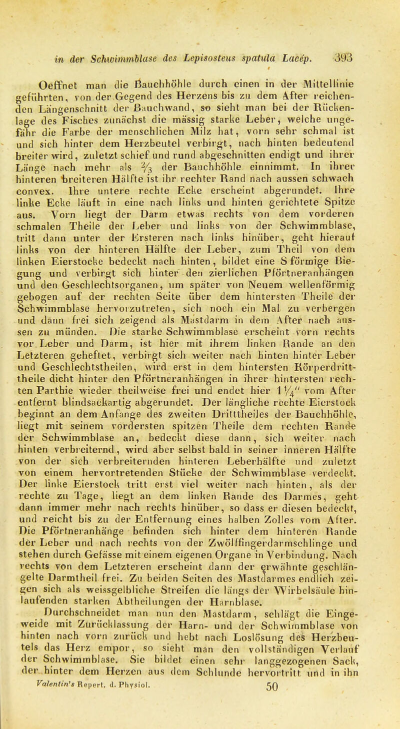 Oeffnet man tlie Bauchhöhle durch einen in der Mittellinie geführten, von der Gegend des Herzens bis zu dem After reichen- den La'ngenschnitt der Rauchwand, so sieht man bei der Rücken- lage des Fisches zunächst die massig starke Leber, welche unge- fähr die Farbe der menschlichen Milz hat, vorn sehr schmal ist und sich hinter dem Herzbeutel verbirgt, nach hinten bedeutend breiter wird, zuletzt schief und rund abgeschnitten endigt und ihrer Länge nach mehr als 2/3 der Bauchhöhle einnimmt. In ihrer hinteren breiteren Hälfte ist ihr rechter Rand nach aussen schwach convex. Ihre untere rechte Ecke erscheint abgerundet. Ihre linke Ecke läuft in eine nach links und hinten gerichtete Spitze aus. Vorn liegt der Darm etwas rechts von dem vorderen schmalen Theile der Leber und links von der Schwimmblase, tritt dann unter der Ersteren nach links hinüber, geht hierauf links von der hinteren Hälfte der Leber, zum Theil von dem linken Eierstocke bedeckt nach hinten, bildet eine S förmige Bie- gung und verbirgt sich hinter den zierlichen Pförtneranhängen und den Geschlechtsorganen, um später von Neuem wellenförmig gebogen auf der rechten Seite über dem hintersten Theile der Schwimmblase hervorzutreten, sich noch ein Mal zu verbergen und dann frei sich zeigend als Mastdarm in dem After nach aus- sen zu münden. Die starke Schwimmblase erscheint vorn rechts vor Leber und Darm, ist hier mit ihrem linken Rande an den Letzteren geheftet, verbirgt sich weiter nach hinten hinter Leber und Geschlechtstheilen, wird erst in dem hintersten Rörperdritt- theile dicht hinter den Pförtneranhängen in ihrer hintersten rech- ten Parthie wieder theilweise frei und endet hier 1 V4 vom After entfernt blindsackartig abgerundet. Der längliche rechte Eierstock beginnt an dem Anfange des zweiten Drilttheiles der Bauchhöhle, liegt mit seinem vordersten spitzen Theile dem rechten Rande der Schwimmblase an, bedeckt diese dann, sich weiter nach hinten verbreiternd, wird aber selbst bald in seiner inneren Hälfte von der sich verbreiternden hinteren Leberhälfte und zuletzt von einem hervortretenden Stücke der Schwimmblase verdeckt. Der linke Eierstock tritt erst viel weiter nach hinten, als der rechte zu Tage, liegt an dem linken Rande des Darmes, geht dann immer mehr nach rechts hinüber, so dass er diesen bedeckt, und reicht bis zu der Entfernung eines halben Zolles vom After. Die Pförtneranhänge befinden sich hinter dem hinteren Rande der Leber und nach rechts von der Zwölffingerdarmschlinge und stehen durch Gefässe mit einem eigenen Organe in Verbindung. Noch rechts von dem Letzteren erscheint dann der erwähnte geschlän- gelte Darmtheil frei. Zu beiden Seiten des Mastdarmes endlich zei- gen sich als weissgelbliche Streifen die längs der Wirbelsäule hin- laufenden starken Abtheihingen der Harnblase. Durchschneidet man nun den Mastdarm, schlägt die Einge- weide mit Zurücklassung der Harn- und der Schwimmblase von hinten nach vorn zurück und hebt nach Loslösung des Herzbeu- tels das Herz empor, so sieht man den vollständigen Verlauf der Schwimmblase. Sie bildet einen sehr langgezogenen Sack, der hinter dem Herzen aus dem Schlünde hervortritt und in ihn Valentin's Repert. d. Physiol. 5Q