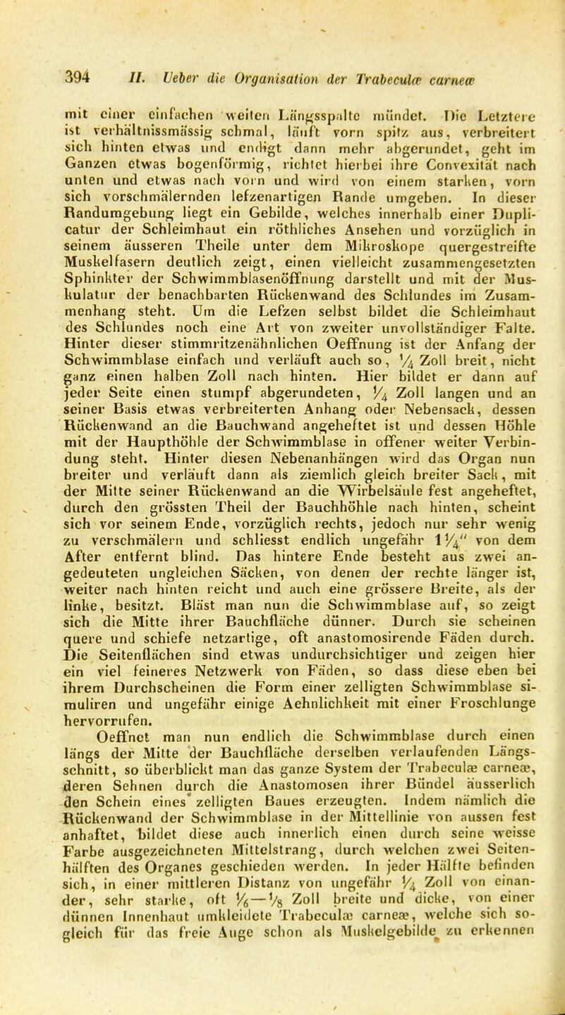 mit einer einfachen weilen Längsspaltc mündet. Die Letztere ist verhältnissmässig schmal, lauft vorn spitz aus, verbreitert sich hinten etwas und endigt dann mehr abgerundet, geht im Ganzen etwas bogenförmig, richtet hierbei ihre Convexität nach unten und etwas nach vorn und wird von einem starken, vorn sich vorschmälernden lefzenartigen Rande umgeben. In dieser Randumgebung liegt ein Gebilde, welches innerhalb einer Dupli- catur der Schleimhaut ein röthliches Ansehen und vorzüglich in seinem äusseren Theile unter dem Mikroskope quergestreifte Muskelfasern deutlich zeigt, einen vielleicht zusammengesetzten Sphinkter der Schwimmblasenöffnung darstellt und mit der Mus- kulatur der benachbarten Rückenwand des Schlundes im Zusam- menhang steht. Um die Lefzen selbst bildet die Schleimhaut des Schlundes noch eine Art von zweiter unvollständiger Falte. Hinter dieser stimmritzenähnlichen Oeffnung ist der Anfang der Schwimmblase einfach und verläuft auch so, '/j Zoll breit, nicht ganz einen halben Zoll nach hinten. Hier bildet er dann auf jeder Seite einen stumpf abgerundeten, V4 Zoll langen und an seiner Basis etwas verbreiterten Anhang oder Nebensack, dessen Rückenwand an die Bauchwand angeheftet ist und dessen Höhle mit der Haupthöhle der Schwimmblase in offener weiter Verbin- dung steht. Hinter diesen Nebenanhängen wird das Organ nun breiter und verläuft dann als ziemlich gleich breiter Sack, mit der Mitte seiner Rückenwand an die Wirbelsäule fest angeheftet, durch den grössten Theil der Bauchhöhle nach hinten, scheint sich vor seinem Ende, vorzüglich rechts, jedoch nur sehr wenig zu verschmälern und schliesst endlich ungefähr 1 von dem After entfernt blind. Das hintere Ende besteht aus zwei an- gedeuteten ungleichen Säcken, von denen der rechte länger ist, weiter nach hinten reicht und auch eine grössere Breite, als der linke, besitzt. Bläst man nun die Schwimmblase auf, so zeigt sich die Mitte ihrer Bauchfläche dünner. Durch sie scheinen quere und schiefe netzartige, oft anastomosirende Fäden durch. Die Seitenflächen sind etwas undurchsichtiger und zeigen hier ein viel feineres Netzwerk von Fäden, so dass diese eben bei ihrem Durchscheinen die Form einer zelligten Schwimmblase si- rnuliren und ungefähr einige Aehnlichkeit mit einer Froschlunge hervorrufen. Oeffnet man nun endlich die Schwimmblase durch einen längs der Mitte der Bauchfläche derselben verlaufenden Längs- schnitt, so überblickt man das ganze System der Trabeculae carneae, deren Sehnen durch die Anastomosen ihrer Bündel äusserlich den Schein eines zelligten Baues erzeugten. Indem nämlich die Rückenwand der Schwimmblase in der Mittellinie von aussen fest anhaftet, bildet diese auch innerlich einen durch seine weisse Farbe ausgezeichneten Mittelstrang, durch welchen zwei Seiten- hälften des Organes geschieden werden. In jeder Hälfte befinden sich, in einer mittleren Distanz von ungefähr V4 Zoll von einan- der, sehr starke, oft Y6 — Vs Zoll breite und dicke, von einer dünnen Innenhaut umkleidete Trabeculae carnea?, welche sich so- gleich für das freie Auge schon als Muskelgebihte zu erkennen