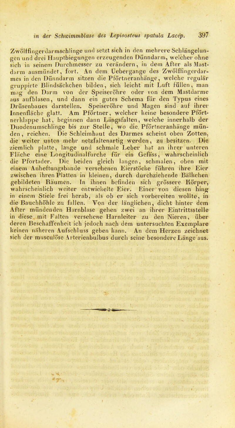 Zwölffingerdarmschlinge und setzt sich in den mehrere Schlängelun- gen und drei Hauptbiegungen erzeugenden Dünndarm, welcher ohne sich in seinem Durchmesser zu verändern, in dem After als Mast- darm ausmündet, fort. An dem Uebergange des Zwölffingerdar- mes in den Dünndarm sitzen die Pförtneranhänge, welche regulär gruppirte Blindsäckchen bilden, sich leicht mit Luft füllen, man mag den Darm von der Speiseröhre oder von dem Mastdarme aus aufblasen, und dann ein gutes Schema für den Typus eines Drüsenbaues darstellen. Speiseröhre und Magen sind auf ihrer Innenfläche glatt. Am Pförtner, welcher keine besondere Pfört- nerhlappe hat, beginnen dann Längsfalten, welche innerhalb der Duodenumschlinge bis zur Stelle, wo die. Pförtneranhänge mün- den , reichen. Die Schleimhaut des Darmes scheint oben Zotten, die weiter unten mehr netzfältenartig werden, zu besitzen. Die ziemlich platte, lange und schmale Leber hat an ihrer unteren Fläche eine Longitudinalfurche für ein Gefäss, wahrscheinlich die Pfortader. Die beiden gleich langen, schmalen, oben mit einem Anheftungsbande versehenen Eierstöcke führen ihre Eier zwischen ihren Platten in kleinen, durch durchziehende Bälkchen gebildeten Bäumen. In ihnen befinden sich grössere Körper, wahrscheinlich weiter entwickelte Eier. Einer von diesen hing in einem Stiele frei herab, als ob er sich vorbereiten wollte, in die Bauchhöhle zu fallen. Von der länglichen, dicht hinter dem After mündenden Harnblase gehen zwei an ihrer Eintrittsstelle in diese mit Falten versehene Harnleiter zu den Nieren, über deren Beschaffenheit ich jedoch nach dem untersuchten Exemplare keinen näheren Aufschiuss geben kann. An dem Herzen zeichnet sich der musculöse Arterienbulbus durch seine besondere Länge aus.