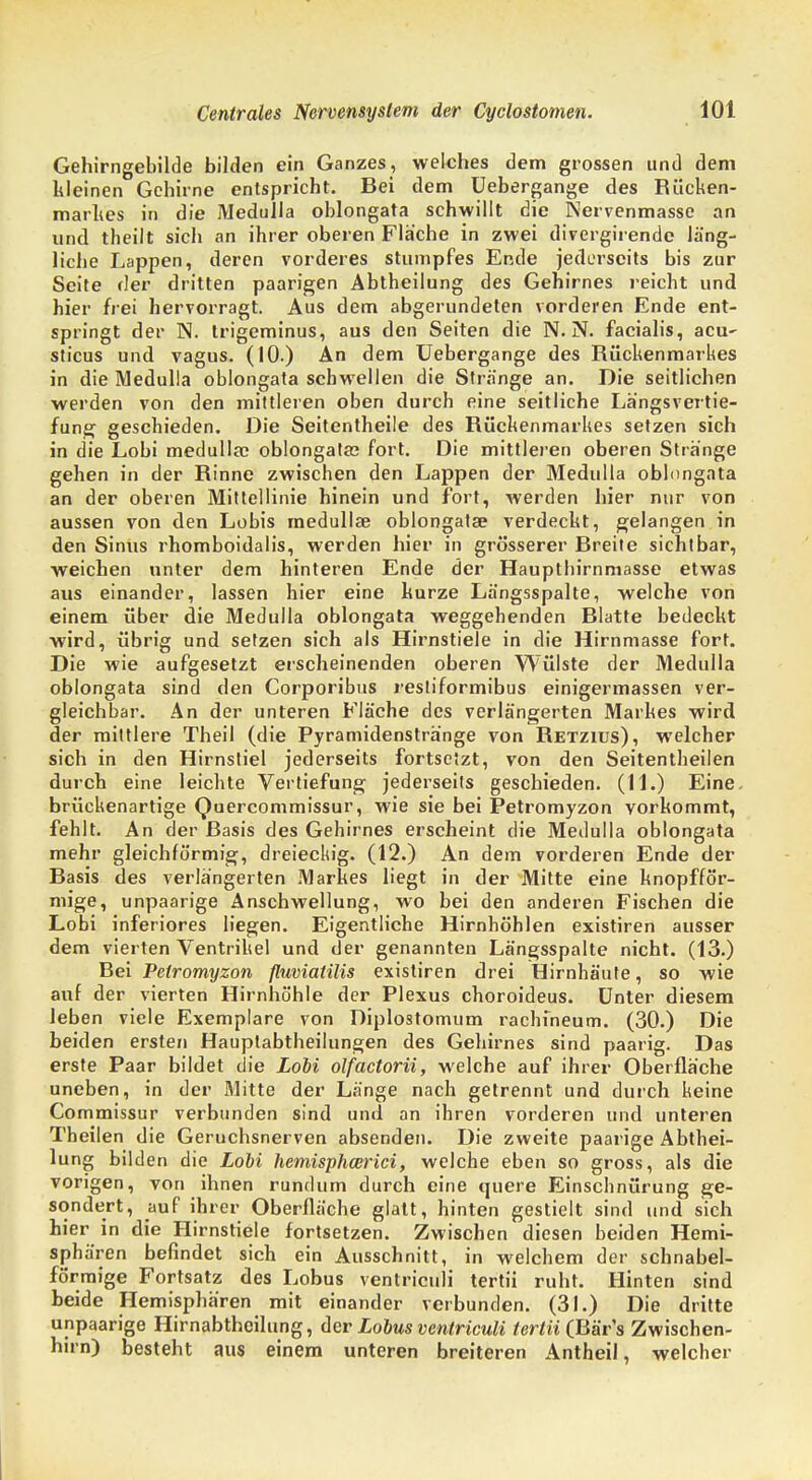 Gehirngebilde bilden ein Ganzes, welches dem grossen und dem kleinen Gehirne entspricht. Bei dem üebergange des Rücken- markes in die Medulla oblongata schwillt die Nervenmasse an und theilt sich an ihrer oberen Fläche in zwei divergirende läng- liche Lappen, deren vorderes stumpfes Ende jederseits bis zur Seite der dritten paarigen Abtheilung des Gehirnes reicht und hier frei hervorragt. Aus dem abgerundeten vorderen Ende ent- springt der N. trigeminus, aus den Seiten die N. N. facialis, acu~ sticus und vagus. (10.) An dem Üebergange des Rückenmarkes in die Medulla oblongata schwellen die Stränge an. Die seitlichen werden von den mittleren oben durch eine seitliche Längsvertie- fung geschieden. Die Seitentheile des Rückenmarkes setzen sich in die Lobi medulla; oblongata; fort. Die mittleren oberen Stränge gehen in der Rinne zwischen den Lappen der Medulla oblongata an der oberen Mittellinie hinein und fort, werden hier nur von aussen von den Lobis medulla? oblongata; verdeckt, gelangen in den Sinus rhomboidalis, werden hier in grösserer Breite sichtbar, weichen unter dem hinteren Ende der Haupthirnmasse etwas aus einander, lassen hier eine kurze Längsspalte, welche von einem über die Medulla oblongata weggehenden Blatte bedeckt wird, übrig und setzen sich als Hirnstiele in die Hirnmasse fort. Die wie aufgesetzt erscheinenden oberen Wülste der Medulla oblongata sind den Corporibus resliformibus einigermassen ver- gleichbar. An der unteren Fläche des verlängerten Markes wird der mittlere Theil (die Pyramidenstränge von Retzius), welcher sich in den Hirnstiel jederseits fortsetzt, von den Seitentheilen durch eine leichte Vertiefung jederseits geschieden. (11.) Eine, brückenartige Quercommissur, wie sie bei Petromyzon vorkommt, fehlt. An der Basis des Gehirnes erscheint die Medulla oblongata mehr gleichförmig, dreieckig. (12.) An dem vorderen Ende der Basis des verlängerten Markes liegt in der Mitte eine knopffö'r- mige, unpaarige Anschwellung, wo bei den anderen Fischen die Lobi inferiores liegen. Eigentliche Hirnhöhlen existiren ausser dem vierten Ventrikel und der genannten Längsspalte nicht. (13.) Bei Petromyzon fluviatilis existiren drei Hirnhäute, so wie auf der vierten Hirnhö'hle der Plexus choroideus. Unter diesem leben viele Exemplare von Diplostomum rachfneum. (30.) Die beiden ersten Hauptabtheilungen des Gehirnes sind paarig. Das erste Paar bildet die Lobi olfactorii, welche auf ihrer Oberfläche uneben, in der Mitte der Länge nach getrennt und durch keine Commissur verbunden sind und an ihren vorderen und unteren Theilen die Geruchsnerven absenden. Die zweite paarige Abthei- lung bilden die Lobi hemispheerici, welche eben so gross, als die vorigen, von ihnen rundum durch eine quere Einschnürung ge- sondert, auf ihrer Oberfläche glatt, hinten gestielt sind und sich hier in die Hirnstiele fortsetzen. Zwischen diesen beiden Hemi- sphären befindet sich ein Ausschnitt, in welchem der schnabel- förmige Fortsatz des Lobus ventriculi tertii ruht. Hinten sind beide Hemisphären mit einander verbunden. (31.) Die dritte unpaarige Hirnabtheilung, der Lobus ventriculi tertii (Bär's Zwischen- hirn) besteht aus einem unteren breiteren Antheil, welcher