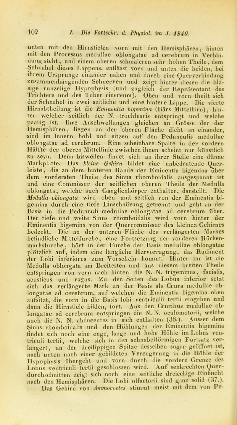 unten mit den Hirnstielen vorn mit den Hemisphären, hinten mit den Processus meduliae oblongatae ad cerebrum in Verbin- dung steht, und einem oberen schmäleren sehr hohen Theile,dem Schnabel dieses Lappens, entlässt vorn und unten die beiden, bei ihrem Ursprünge einander nahen und durch eine Querverbindung zusammenhängenden Sehnerven und zeigt hinter diesen die bla- sige runzelige Hypophysis (und zugleich der Repräsentant des Trichters und des Tuber cinereum). Oben und vorn theilt sich der Schnabel in zwei seitliche und eine hintere Lippe. Die vierte Hirnabtheilung ist die Eminentia bigemina (Bärs Mittelhirn), hin- ter welcher seitlich der N. trochlearis entspringt und welche paarig ist. Ihre Anschwellungen gleichen an Grösse der der Hemisphären, liegen an der oberen Fläche dicht an einander, sind im Innern hohl und sitzen auf den Pedunculis meduliae oblongatae ad cerebrum. Eine scheinbare Spalte in der vordem Hälfte der oberen Mittellinie zwischen ihnen scheint nur künstlich zu seyn. Denn bisweilen findet sich an ihrer Stelle eine dünne Markplatte. Das Meine Gehirn bildet eine unbedeutende Quer- leiste, die an dem hinteren Rande der Eminentia bigemina über dem vordersten Theile des Sinus rhomboidalis ausgespannt ist und eine Commissur der seitlichen oberen Theile der Medulla oblongata, welche auch Ganglienkörper enthalten, darstellt. Die Medulla oblongata wird oben und seitlich von der Eminentia bi- gemina durch eine tiefe Einschnürung getrennt und geht an der Basis in die Pedunculi meduliae oblongatae ad cerebrum über. Der tiefe und weite Sinus rhomboidalis wird vorn hinter der Eminentia bigemina von der Quercommissur des kleinen Gehirnes bedeckt. Die an der unteren Fläche des verlängerten Markes befindliche Mittelfurche, eine Fortsetzung der vorderen Rücken- marksfurche, hört in der Furche der Basis meduliae oblongatae plötzlich auf, indem eine längliche Hervorragung, das Rudiment der Lobi inferiores zum Vorschein kommt. Hinter ihr ist die Medulla oblongata am Breitesten und aus diesem breiten Theile entspringen von vorn nach hinten die N. N. trigeminus, facialis, acusticus und vagus. Zu den Seiten des Lobus inferior setzt sich das verlängerte Mark an der Basis als Crura meduliae ob- longatae ad cerebrum, auf welchen die Eminentia bigemina oben aufsitzt, die vorn in die Basis lobi ventriculii tertii eingehen und dann die Hirnstiele bilden, fort. Aus den Cruribus meduliae ob- longatae ad cerebrum entspringen die N. N. oculomotorii, welche auch die N. N. abducentes in sich enthalten (36.). Ausser dem Sinus rhomboidalis und den Höhlungen der Eminentia bigemina findet sich noch eine enge, lange und hohe Höhle im Lobus ven- triculi tertii, welche sich in den schnabelförmigen Fortsatz ver- längert, an der dreilippigen Spitze desselben sogar geöffnet ist, nach unten nach einer gebildeten Verengerung in die Höhle der Hypophysis übergeht und vorn durch die vordere Grenze des Lobus ventriculi tertii geschlossen wird. Auf senkrechten Quer- durchschnitten zeigt sich noch eine seitliche dreieckige Einbucht nach den Hemisphären. Die Lobi olfactorii sind ganz solid (37.). Das Gehirn von Ammococtcs stimmt meist mit dem von Pc-