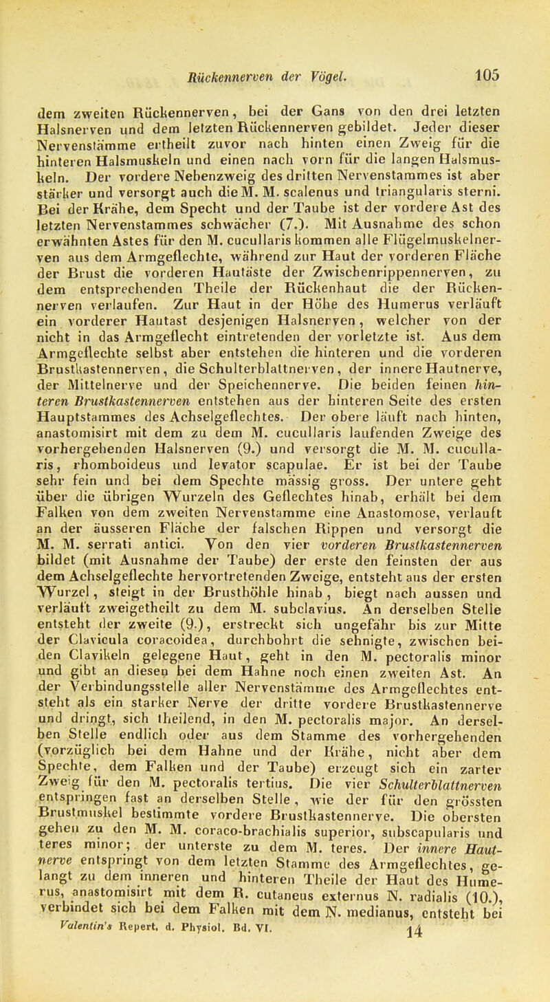 dem zweiten Rückennerven, bei der Gans von den drei letzten Halsnerven und dem letzten Rückennerven gebildet. Jeder dieser Nervenstämme ertheilt zuvor nach hinten einen Zweig für die hinteren Halsmushein und einen nach vorn für die langen Halsmus- keln. Der vordere Nebenzweig des dritten Nervenstarames ist aber stärker und versorgt auch dieM. M. scalenus und triangularis sterni. Bei der Krähe, dem Specht und der Taube ist der vordere Ast des letzten Nervenstammes schwächer (7.). Mit Ausnahme des schon erwähnten Astes für den M. cucullaris kommen alle Flügelmuskelner- ven aus dem Armgeflechte, während zur Haut der vorderen Fläche der Brust die vorderen Hautäste der Zwischenrippennerven, zu dem entsprechenden Theile der Rückenhaut die der Rücken- nerven verlaufen. Zur Haut in der Höhe des Humerus verläuft ein vorderer Hautast desjenigen Halsnerven, welcher von der nicht in das Armgeflecht eintretenden der vorletzte ist. Aus dem Armgeflechte selbst aber entstehen die hinteren und die vorderen Brustkastennerven, die Schulterblaltnerven , der innere Hautnerve, der Mittelnerve und der Speichennerve. Die beiden feinen hin- teren Brustkastennerven entstehen aus der hinteren Seite des ersten Hauptstammes des Achselgeflechtes. Der obere läuft nach hinten, anastomisirt mit dem zu dem M. cucullaris laufenden Zweige des vorhergehenden Halsnerven (9.) und versorgt die M. M. cuculla- ris, rhomboideus und levator scapulae. Er ist bei der Taube sehr fein und bei dem Spechte massig gross. Der untere geht über die übrigen Wurzeln des Geflechtes hinab, erhält bei dem Falken von dem zweiten Nervenstamme eine Anastomose, verlauft an der äusseren Fläche der falschen Rippen und versorgt die M. M. serrati antici. Von den vier vorderen Brustkastennerven bildet (mit Ausnahme der Taube) der erste den feinsten der aus dem Achselgeflechte hervortretenden Zweige, entsteht aus der ersten Wurzel, steigt in der Brusthöhle hinab , biegt nach aussen und verläuft zweigetheilt zu dem M. subclavius. An derselben Stelle entsteht der zweite (9.), erstreckt sich ungefähr bis zur Mitte der Clavicula coracoidea, durchbohrt die sehnigte, zwischen bei- den Clavikeln gelegene Haut, geht in den M. pectoralis minor und gibt an diesen bei dem Hahne noch einen zweiten Ast. An der Verbindungsstelle aller Nervenstämme des Armgeflechtes ent- steht als ein starker Nerve der dritte vordere Brustkastennerve und dringt, sich iheilend, in den M. pectoralis major. An dersel- ben Stelle endlich oder aus dem Stamme des vorhergehenden (vorzüglich bei dem Hahne und der Krähe, nicht aber dem Spechte, dem Falken und der Taube) erzeugt sich ein zarter Zweig für den M. pectoralis tertius. Die vier Schulterilattnerven entspringen fast an derselben Stelle , wie der für den grössten Brustmuskel bestimmte vordere Brustkastennerve. Die obersten gehen zu den M. M. coraco-brachialis superior, subscapularis und teres minor; der unterste zu dem M. teres. Der innere Haut- nerve entspringt von dem letzten Stamme des Armgeflechtes, ge- langt zu dem inneren und hinteren Theile der Haut des Hume- rus, anastomisirt mit dem R. cutaneus externus N. radialis (10), verbindet sich bei dem Falken mit dem N. medianus, entsteht bei Valentin'» Repert. d. Physiol. Bd. VI. \\