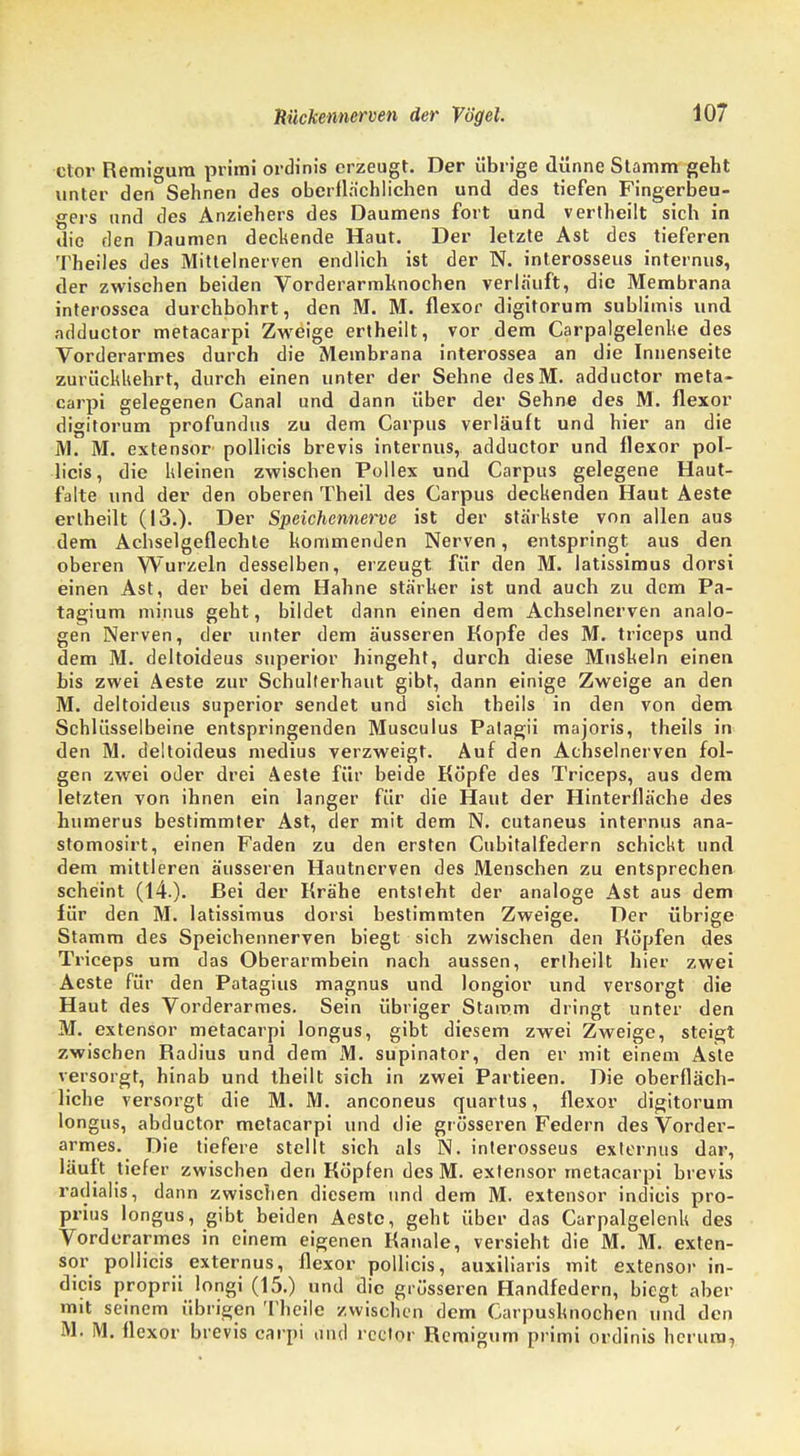 ctor Remigum primi ordinis erzeugt. Der übrige dünne Stamm geht unter den Sehnen des oberflächlichen und des tiefen Fingerbeu- gers und des Anziehers des Daumens fort und vertheilt sich in die den Daumen deckende Haut. Der letzte Ast des tieferen Theiles des Mittelnerven endlich ist der N. interosseus internus, der zwischen beiden Vorderarmknochen verläuft, die Membrana interossea durchbohrt, den M. M. flexor digitorum sublimis und adduetor metacarpi Zweige ertheilt, vor dem Carpalgelenke des Vorderarmes durch die Membrana interossea an die Innenseite zurückkehrt, durch einen unter der Sehne desM. adduetor meta- carpi gelegenen Canal und dann über der Sehne des M. flexor digitorum profundus zu dem Carpus verläuft und hier an die M. M. extensor pollicis brevis internus, adduetor und flexor pol- licis, die kleinen zwischen Pollex und Carpus gelegene Haut- falte und der den oberen Theil des Carpus deckenden Haut Aeste erlheilt (13.). Der Speichennerve ist der stärkste von allen aus dem Achselgeflechte kommenden Nerven, entspringt aus den oberen Wurzeln desselben, erzeugt für den M. latissimus dorsi einen Ast, der bei dem Hahne stärker ist und auch zu dem Pa- tagium minus geht, bildet dann einen dem Achselnerven analo- gen Nerven, der unter dem äusseren Kopfe des M. trieeps und dem M. deltoideus superior hingeht, durch diese Muskeln einen bis zwei Aeste zur Schulterhaut gibt, dann einige Zweige an den M. deltoideus superior sendet und sich theils in den von dem Schlüsselbeine entspringenden Musculus Palagii majoris, theils in den M. deltoideus medius verzweigt. Auf den Achselnerven fol- gen zwei oder drei Aeste für beide Köpfe des Trieeps, aus dem letzten von ihnen ein langer für die Haut der Hinterfläche des numerus bestimmter Ast, der mit dem N. cutaneus internus ana- stomosirt, einen Faden zu den ersten Cubitalfedern schickt und dem mittleren äusseren Hautnerven des Menschen zu entsprechen scheint (14.). Bei der Krähe entsteht der analoge Ast aus dem für den M. latissimus dorsi bestimmten Zweige. Der übrige Stamm des Speichennerven biegt sich zwischen den Köpfen des Trieeps um das Oberarmbein nach aussen, erlheilt hier zwei Aeste für den Patagius magnus und longior und versorgt die Haut des Vorderarmes. Sein übriger Stamm dringt unter den M. extensor metacarpi longus, gibt diesem zwei Zweige, steigt zwischen Radius und dem M. supinator, den er mit einem Aste versorgt, hinab und theilt sich in zwei Partieen. Die oberfläch- liche versorgt die M. M. anconeus quartus, flexor digitorum longus, abduetor metacarpi und die grösseren Federn des Vorder- armes. Die tiefere stellt sich als N. interosseus externus dar, läuft tiefer zwischen den Köpfen des M. extensor metacarpi brevis radialis, dann zwischen diesem und dem M. extensor indieis pro- prius longus, gibt beiden Aeste, geht über das Carpalgelenk des Vorderarmes in einem eigenen Kanäle, versieht die M. M. exten- sor pollicis externus, flexor pollicis, auxiliaris mit extensor in- dieis proprii longi (15.) und die grösseren Handfedern, biegt aber mit seinem übrigen Theile /.wischen dem Carpusknochen und den M. M. flexor brevis carpi und reclor Remigum primi ordinis herum.