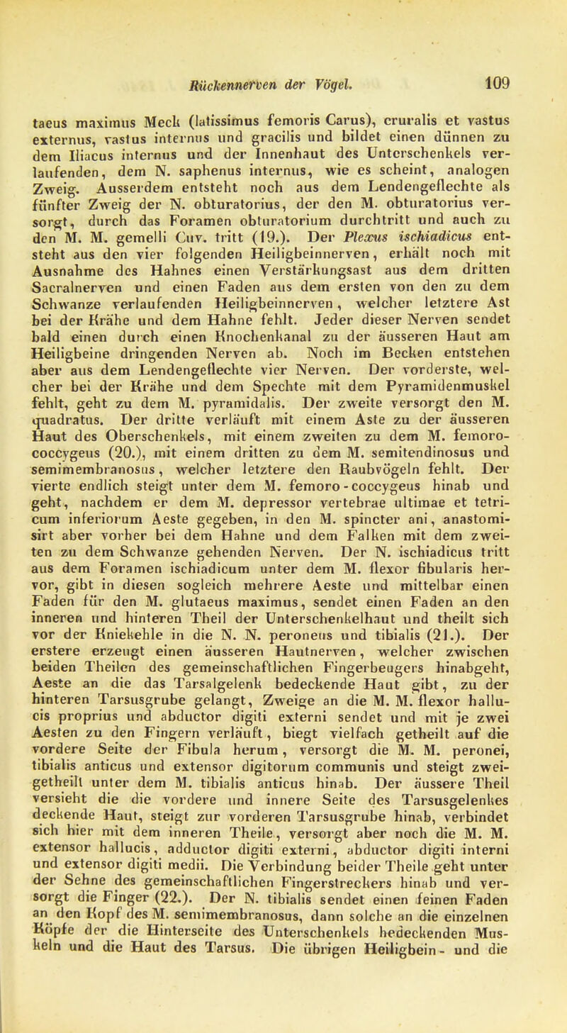 taeus maximus Meck (latissimus femoris Carus), cruralis et vastus externus, vastus internus und gracilis und bildet einen dünnen zu dem Iliacus internus und der Innenhaut des Unterschenkels ver- laufenden, dem N. saphenus internus, wie es scheint, analogen Zweig. Ausserdem entsteht noch aus dem Lendengeflechte als fünfter Zweig der N. obturatorius, der den M. obturatorius ver- sorgt, durch das Foramen obturatorium durchtritt und auch zu den M. M. gemelli Cuv. tritt (19.). Der Pleocus ischiadicus ent- steht aus den vier folgenden Heiligbeinnerven, erhalt noch mit Ausnahme des Hahnes einen Verstärkungsast aus dem dritten Sacralnerven und einen Faden aus dem ersten von den zu dem Schwänze verlaufenden Heiligbeinnerven, welcher letztere Ast bei der Krähe und dem Hahne fehlt. Jeder dieser Nerven sendet bald einen durch einen Knochenkanal zu der äusseren Haut am Heiligbeine dringenden Nerven ab. Noch im Becken entstehen aber aus dem Lendengeflechte vier Nerven. Der vorderste, wel- cher bei der Krähe und dem Spechte mit dem Pyramidenmuskel fehlt, geht zu dem M. pyramidalis. Der zweite versorgt den M. tjuadratus. Der dritte verläuft mit einem Aste zu der äusseren Haut des Oberschenkels, mit einem zweiten zu dem M. femoro- coccygeus (20.), mit einem dritten zu dem M. semitendinosus und semimembranosns, welcher letztere den Raubvögeln fehlt. Der vierte endlich steigt unter dem M. femoro - coccygeus hinab und geht, nachdem er dem M. depressor vertebrae ultimae et tetri- cum inferiorum Aeste gegeben, in den M. spincter ani, anastomi- sirt aber vorher bei dem Hahne und dem Falken mit dem zwei- ten zu dem Schwänze gehenden Nerven. Der N. ischiadicus tritt aus dem Foramen ischiadicum unter dem M. flexor fibularis her- vor, gibt in diesen sogleich mehrere Aeste und mittelbar einen Faden für den M. glutaeus maximus, sendet einen Faden an den inneren und hinteren Theil der Unterschenkelhaut und theilt sich vor der Kniekehle in die N. N. peroneus und tibialis (21.). Der erstere erzeugt einen äusseren Hautnerven, welcher zwischen beiden Theilcn des gemeinschaftlichen Fingerbeugers hinabgeht, Aeste an die das Tarsalgelenk bedeckende Haut gibt, zu der hinteren Tarsusgrube gelangt, Zweige an die M. M. flexor hallu- cis proprius und abductor digiti externi sendet und mit je zwei Aesten zu den Fingern verläuft, biegt vielfach getheilt auf die vordere Seite der Fibula herum, versorgt die M. M. peronei, tibialis anticus und extensor digitorum communis und steigt zwei- geteilt unter dem M. tibialis anticus hinab. Der äussere Theil versieht die die vordere und innere Seite des Tarsusgelenkes deckende Haut, steigt zur vorderen Tarsusgrube hinab, verbindet sich hier mit dem inneren Theile, versorgt aber noch die M. M. extensor hallucis, adductor digiti externi, abductor digiti interni und extensor digiti medii. Die Verbindung beider Theile geht unter der Sehne des gemeinschaftlichen Fingerstreckers hinab und ver- sorgt die Finger (22.). Der N. tibialis sendet einen feinen Faden an den Kopf des M. semimembranosus, dann solche an die einzelnen Köpfe der die Hinterseite des Unterschenkels bedeckenden Mus- keln und die Haut des Tarsus. Die übrigen Heiligbein- und die