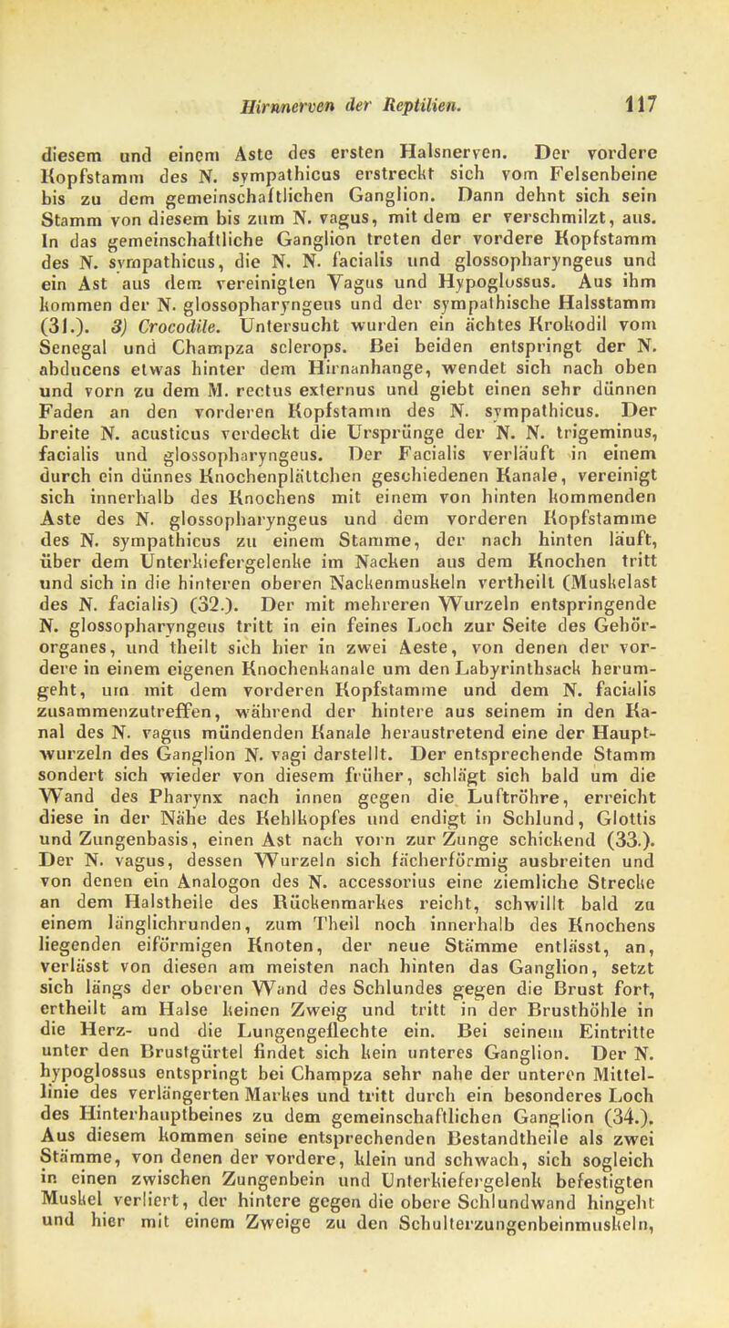 diesem und einem Aste des ersten Halsnerven. Der vordere Kopfstamm des N. sympathicus erstreckt sich vom Felsenbeine bis zu dem gemeinschaftlichen Ganglion. Dann dehnt sich sein Stamm von diesem bis zum N. vagus, mit dem er verschmilzt, aus. In das gemeinschaftliche Ganglion treten der vordere Kopfstamm des N. sympathicus, die N. N. facialis und glossopharyngeus und ein Ast aus dem vereinigten Vagus und Hypoglossus. Aus ihm kommen der N. glossopharyngeus und der sympathische Halsstamm (31.). 3) Crocodile. Untersucht wurden ein achtes Krokodil vom Senegal und Champza sclerops. Bei beiden entspringt der N. abducens etwas hinter dem Hirnanhange, wendet sich nach oben und vorn zu dem M. rectus externus und giebt einen sehr dünnen Faden an den vorderen Kopfstamin des N. sympathicus. Der breite N. acusticus verdeckt die Ursprünge der N. N. trigeminus, facialis und glossopharyngeus. Der Facialis verlauft in einem durch ein dünnes Knochenplältchen geschiedenen Kanäle, vereinigt sich innerhalb des Knochens mit einem von hinten kommenden Aste des N. glossopharyngeus und dem vorderen Kopfstamme des N. sympathicus zu einem Stamme, der nach hinten läuft, über dem Unterkiefergelenke im Nacken aus dem Knochen tritt und sich in die hinteren oberen Nackenmuskeln vertheilt (Muskelast des N. facialis) (32.)- Der mit mehreren Wurzeln entspringende N. glossopharyngeus tritt in ein feines Loch zur Seile des Gehö'r- organes, und theilt sich hier in zwei Aeste, von denen der vor- dere in einem eigenen Knochenkanale um den Labyrinthsack herum- geht, um mit dem vorderen Kopfstamme und dem N. facialis zusammenzutreffen, während der hintere aus seinem in den Ka- nal des N. vagus mündenden Kanäle heraustretend eine der Haupt- wurzeln des Ganglion N. vagi darstellt. Der entsprechende Stamm sondert sich wieder von diesem früher, schlägt sich bald um die Wand des Pharynx nach innen gegen die Luftröhre, erreicht diese in der Nähe des Kehlkopfes und endigt in Schlund, Glottis und Zungenbasis, einen Ast nach vorn zur Zunge schickend (33.)- Der N. vagus, dessen Wurzeln sich fächerförmig ausbreiten und von denen ein Analogon des N. accessorius eine ziemliche Strecke an dem Halstheile des Rückenmarkes reicht, schwillt bald zu einem länglichrunden, zum Theil noch innerhalb des Knochens liegenden eiförmigen Knoten, der neue Stämme entlässt, an, verlässt von diesen am meisten nach hinten das Ganglion, setzt sich längs der oberen Wand des Schlundes gegen die Brust fort, ertheilt am Halse keinen Zweig und tritt in der Brusthöhle in die Herz- und die Lungengeflechte ein. Bei seinem Eintritte unter den Brustgürtel findet sich kein unteres Ganglion. Der N. hypoglossus entspringt bei Champza sehr nahe der unteren Mittel- linie des verlängerten Markes und tritt durch ein besonderes Loch des Hinterhauptbeines zu dem gemeinschaftlichen Ganglion (34.). Aus diesem kommen seine entsprechenden Bestandtheile als zwei Stämme, von denen der vordere, klein und schwach, sich sogleich in einen zwischen Zungenbein und Unterkiefergelenk befestigten Muskel verliert, der hintere gegen die obere Schlundwand hingehl und hier mit einem Zweige zu den Schulterzungenbeinmuskeln,