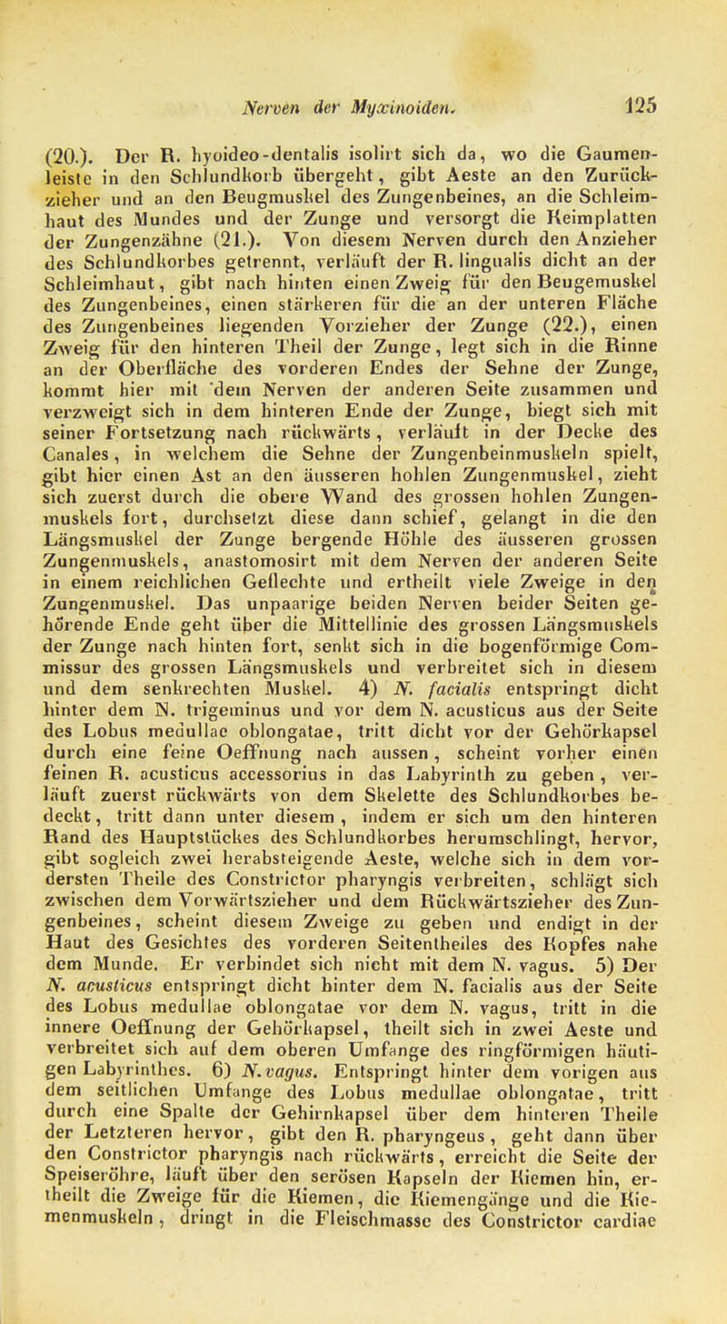 (20.). Der R. hyoideo-dentalis isolirt sich da, wo die Gaumen- leiste in den Schlundkorb übergeht, gibt Aeste an den Zurück- zieher und an den Beugmuskel des Zungenbeines, an die Schleim- haut des Mundes und der Zunge und versorgt die Keimplatten der Zungenzähne (21.). Von diesem Nerven durch den Anzieher des Schlundkorbes getrennt, verlauft der R. lingualis dicht an der Schleimhaut, gibt nach hinten einen Zweig für den Beugemuskel des Zungenbeines, einen stärkeren für die an der unteren Flache des Zungenbeines liegenden Vorzieher der Zunge (22.), einen Zweig für den hinteren Theil der Zunge, legt sich in die Rinne an der Oberfläche des vorderen Endes der Sehne der Zunge, kommt hier mit 'dein Nerven der anderen Seite zusammen und verzweigt sich in dem hinteren Ende der Zunge, biegt sich mit seiner Fortsetzung nach rückwärts, verläuft in der Decke des Canales, in welchem die Sehne der Zungenbeinmuskeln spielt, gibt hier einen Ast an den äusseren hohlen Zungenmuskel, zieht sich zuerst durch die obere Wand des grossen hohlen Zungen- muskels fort, durchsetzt diese dann schief, gelangt in die den Längsmuskel der Zunge bergende Höhle des äusseren grossen Zungenmuskels, anastomosirt mit dem Nerven der anderen Seite in einem reichlichen Geflechte und ertheilt viele Zweige in den Zungenmuskel. Das unpaarige beiden Nerven beider Seiten ge- hörende Ende geht über die Mittellinie des grossen Lh'ngsmuskels der Zunge nach hinten fort, senkt sich in die bogenförmige Com- missur des grossen Lh'ngsmuskels und verbreitet sich in diesem und dem senkrechten Muskel. 4) JV. facialis entspringt dicht hinter dem ]N. trigeminus und vor dem N. acusticus aus der Seite des Lobus medullae oblongatae, tritt dicht vor der Gehörkapsel durch eine feine Oeffnung nach aussen, scheint vorher einen feinen R. acusticus accessorius in das Labyrinth zu geben , ver- läuft zuerst rückwärts von dem Skelette des Schlundkorbes be- deckt, tritt dann unter diesem, indem er sich um den hinteren Rand des Hauptslückes des Schlundkorbes herumschlingt, hervor, gibt sogleich zwei herabsteigende Aeste, welche sich in dem vor- dersten Theile des Constrictor pharyngis verbreiten, schlägt sich zwischen dem Vorwärtszieher und dem Rückwärtszieher des Zun- genbeines , scheint diesem Zweige zu geben und endigt in der Haut des Gesichtes des vorderen Seitentheiles des Kopfes nahe dem Munde. Er verbindet sich nicht mit dem N. vagus. 5) Der JV. acusticus entspringt dicht hinter dem N. facialis aus der Seite des Lobus medullae oblongatae vor dem N. vagus, tritt in die innere Oeffnung der Gehörkapsel, theilt sich in zwei Aeste und verbreitet sich auf dem oberen Umfange des ringförmigen häuti- gen Labyrinthes. 6) JV. vagus. Entspringt hinter dem vorigen aus dem seitlichen Umfange des Lobus medullae oblongatae, tritt durch eine Spalte der Gehirnkapsel über dem hinteren Theile der Letzteren hervor, gibt den R. pharyngeus, geht dann über den Constrictor pharyngis nach rückwärts, erreicht die Seite der Speiseröhre, läuft über den serösen Kapseln der Riemen hin, er- theilt die Zweige für die Kiemen, die Kiemengänge und die Kie- menmuskeln , dringt in die Frischmasse des Constrictor cardiae