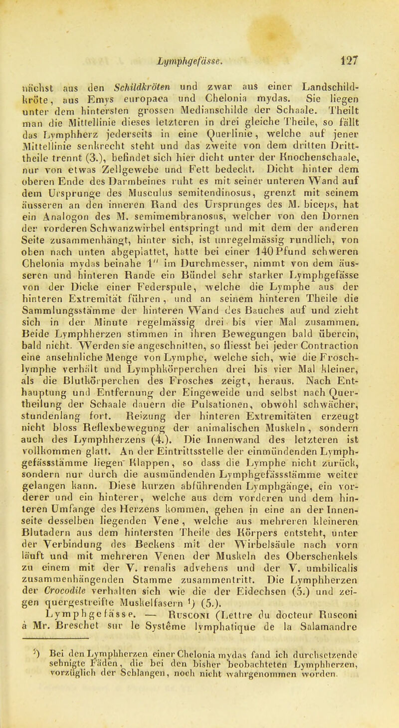 nächst aus den Schildkröten und zwar aus einer Landschild- kröte, aus Emys europaea und Chelonia mydas. Sie liegen unter dem hintersten grossen Medianschilde der Schaale. Theilt man die Mittellinie dieses letzteren in drei gleiche Theile, so fallt das Lymphherz jederseits in eine Querlinie, welche auf jener Mittellinie senkrecht steht und das zweite von dem dritten Dritt- theile trennt (3.), befindet sich hier dicht unter der Knochenschaale, nur von etwas Zellgewebe und Fett bedeckt. Dicht hinter dem oberen Ende des Darmbeines ruht es mit seiner unteren Wand auf dem Ursprünge des Musculus semitendinosus, grenzt mit seinem äusseren an den inneren Rand des Ursprunges des M. biceps, hat ein Analogon des M. semimembranosus, welcher von den Dornen der vorderen Schwanzwirbel entspringt und mit dem der anderen Seite zusammenhängt, hinter sich, ist unregelmässig rundlich, von oben nach unten abgeplattet, hatte bei einer 140 Pfund schweren Chelonia mydas beinahe 1 im Durchmesser, nimmt von dem äus- seren und hinteren Rande ein Bündel sehr starker Lymphgefässe von der Dicke einer Federspule, welche die Lymphe aus der hinteren Extremität führen , und an seinem hinteren Theile die Sammlungsstämme der hinteren Wand des Bauches auf und zieht sich in der Minute regelmässig drei bis vier Mal zusammen. Beide Lymphherzen stimmen in ihren Bewegungen bald überein, bald nicht. Werden sie angeschnitten, so fliesst bei jeder Contraction eine ansehnliche Menge von Lymphe, welche sich, wie die Frosch- lymphe verhält und Lymphkörperchen drei bis vier Mal kleiner, als die Blutkörperchen des Frosches zeigt, heraus. Nach Ent- hauptung und Entfernung der Eingeweide und selbst nach Quer- theilung der Schaale dauern die Pulsationen, obwohl schwächer, stundenlang fort. Reizung der hinteren Extremitäten erzeugt nicht bloss Reflexbewegung der animalischen Mushein, sondern auch des Lymphherzens (4.). Die Innenwand des letzteren ist vollkommen glatt. An der Eintrittsstelle der einmündenden Lymph- gefässslämme liegen Klappen, so dass die Lymphe nicht zurück, sondern nur durch die ausmündenden Lymphgefässstämme weiter gelangen kann. Diese kurzen abführenden Lymphgänge, ein vor- derer und ein hinterer, welche aus dem vorderen und dem hin- teren Umfange des Herzens kommen, gehen in eine an der Innen- seite desselben liegenden Vene, welche aus mehreren kleineren Blutadern aus dem hintersten Theile des Körpers entsteht, unter der Verbindung des Beckens mit der Wirbelsäule nach vorn läuft und mit mehreren Venen der Muskeln des Oberschenkels zu einem mit der V. renalis advehens und der V. umbilicalis zusammenhängenden Stamme zusammentritt. Die Lymphherzen der Crocodile verhalten sich wie die der Eidechsen (5.) und zei- gen quergestreifte Muskelfasern 1) (5.). Lymphgefässe. — Rusconi (Lettre du docteur Rusconi ä Mr. Breschet sur le Systeme lymphatique de la Salamandre 5) Bei den Lymphherzen einer Chelonia mydas fand ich durchsetzende sehnigte Fäden, die bei den bisher beobachteten Lymphherzen, vorzüglich der Schlangen, noch nicht wahrgenommen worden.