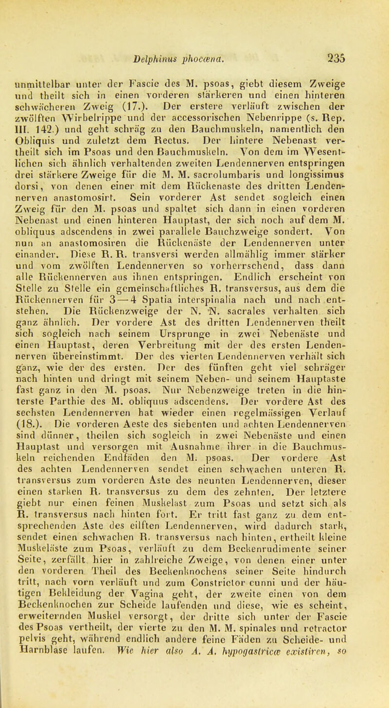 unmittelbar unter der Fascie des M. psoas, giebt diesem Zweige und theilt sich in einen vorderen stärkeren und einen hinteren schwächeren Zweig (17.)- Der erstere verläuft zwischen der zwölften Wirbelrippe und der accessorischen Nebenrippe (s. Rep. III. 142.) und geht schräg zu den Bauchmuskeln, namentlich den Obliquis und zuletzt dem Rectus. Der hintere Nebenast ver- theilt sich im Psoas und den Bauchmuskeln. Von dem im Wesent- lichen sich ähnlich verhaltenden zweiten Lendennerven entspringen drei stärkere Zweige für die M. M. sacrolumbaris und longissimus dorsi, von denen einer mit dem Riickenaste des dritten Lenden- nerven anastomosirt. Sein vorderer Ast sendet sogleich einen Zweig für den M. psoas und spaltet sich dann in einen vorderen Nebenast und einen hinteren Hauptast, der sich noch auf dem M. obliquus adscendens in zwei parallele Bauchzweige sondert. Von nun an anastomosiren die Rüchenäste der Lendennerven unter einander. Diese R. R. transversi werden allmählig immer stärker und vom zwölften Lendennerven so vorherrschend, dass dann alle Rückennerven aus ihnen entspringen. Endlich erscheint von Stelle zu Stelle ein gemeinschaftliches R. transversus, aus dem die Rückennerven für 3 — 4 Spatia interspinalia nach und nach ent- stehen. Die Rückenzweige der N. N. sacrales verhalten sich ganz ähnlich. Der vordere Ast des dritten Lendennerven theilt sich sogleich nach seinem Ursprünge in zwei Nebenäste und einen Hauptast, deren Verbreitung mit der des ersten Lenden- nerven übereinstimmt. Der des vierten Lendennerven verhalt sich ganz, wie der des ersten. Der des fünften geht viel schräger nach hinten und dringt mit seinem Neben- und seinem Hauptaste fast ganz in den M. psoas. Nur Nebenzweige treten in die hin- terste Parthie des M. obliquus adscendens. Der vordere Ast des sechsten Lendennerven hat wieder einen regelmässigen Verlauf (18.). Die vorderen Aeste des siebenten und achten Lendennerven sind dünner, theilen sich sogleich in zwei Nebenäste und einen Hauplast und versorgen mit Ausnahme ihrer in die Bauchmus- keln reichenden Endfäden den M; psoas. Der vordere Ast des achten Lendennerven sendet einen schwachen unleren R. transversus zum vorderen Aste des neunten Lendennerven, dieser einen starken R. transversus zu dem des zehnten. Der letztere giebt nur einen feinen Muskelast zum Psoas und setzt sich als R. transversus nach hinten fort. Er tritt fast ganz zu dem ent- sprechenden Aste des eilften Lendennerven, wird dadurch stark, sendet einen schwachen R. transversus nach hinten, ertheilt kleine Muskeläste zum Psoas, verläuft zu dem Beckenrudimente seiner Seite, zerfällt hier in zahlreiche Zweige, von denen einer unter den vorderen Theil des Beckenknochens seiner Seite hindurch tritt, nach vorn verläuft und zum Constriclor cunni und der häu- tigen Bekleidung der Vagina geht, der zweite einen von dem Beckenknochen zur Scheide laufenden und diese, wie es scheint, erweiternden Muskel versorgt, der dritte sich unter der Fascie des Psoas vertheilt, der vierte zu den M. M. spinales und retractor pelvis geht, während endlich andere feine Fäden zu Scheide- und Harnblase laufen. Wie hier also A. A, hypogaslricw exisliren, so