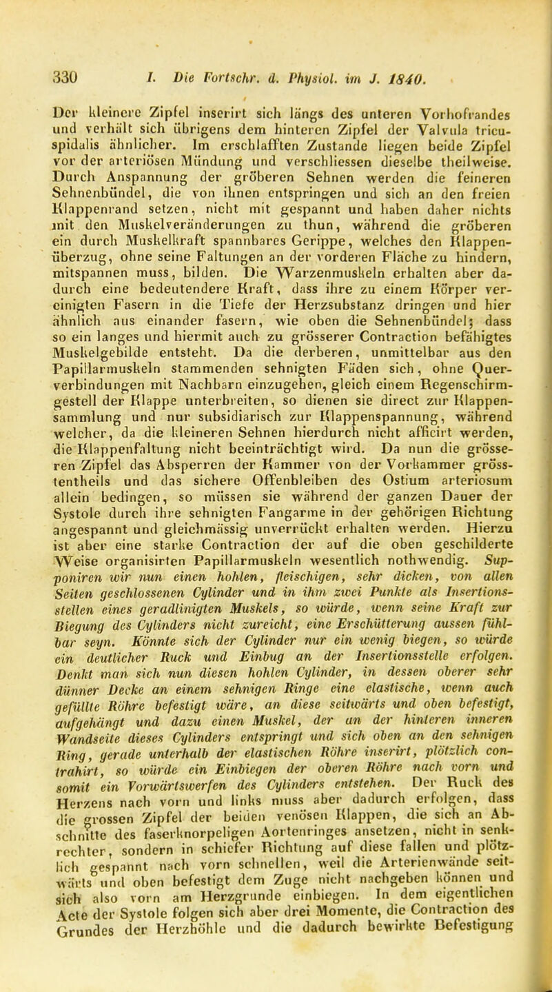 Der kleinere Zipfel inserirt sich längs des unteren Vorhofrandes und verhält sich übrigens dem hinteren Zipfel der Valvula tricu- spidalis ähnlicher. Im erschlafften Zustande liegen beide Zipfel vor der arteriösen Mündung und verschliessen dieselbe theilweise. Durch Anspannung der gröberen Sehnen werden die feineren Sehnenbündel, die von ihnen entspringen und sich an den freien Klappenrand setzen, nicht mit gespannt und haben daher nichts mit den Muskelveränderungen zu thun, während die gröberen ein durch Muskelkraft spannbares Gerippe, welches den Klappen- überzug, ohne seine Faltungen an der vorderen Fläche zu hindern, mitspannen muss, bilden. Die Warzenmuskeln erhalten aber da- durch eine bedeutendere Kraft, dass ihre zu einem Körper ver- einigten Fasern in die Tiefe der Herzsubstanz dringen und hier ähnlich aus einander fasern, wie oben die Sehnenbündel; dass so ein langes und hiermit auch zu grösserer Contraction befähigtes Muskelgebilde entsteht. Da die dei'beren, unmittelbar aus den Papiilarmuskeln stammenden sehnigten Fäden sich, ohne Quer- verbindungen mit Nachbarn einzugehen, gleich einem Regenschirm- gestell der Klappe unterbreiten, so dienen sie direct zur Klappen- sammlung und nur subsidiarisch zur Klappenspannung, während welcher, da die kleineren Sehnen hierdurch nicht afficirt werden, die Klappenfaltung nicht beeinträchtigt wird. Da nun die grösse- ren Zipfel das Absperren der Kammer von der Vorkammer gröss- tenteils und das sichere Offenbleiben des Ostium arteriosum allein bedingen, so müssen sie während der ganzen Dauer der Systole durch ihre sehnigten Fangarme in der gehörigen Richtung angespannt und gleichmässig unverrückt erhalten werden. Hierzu ist aber eine starke Contraction der auf die oben geschilderte Weise organisirten Papiilarmuskeln wesentlich nothwendig. Sup- poniren wir nun einen hohlen, fleischigen, sehr dicken, von allen Seiten geschlossenen Cylinder und in ihm zwei Punkte als Insertions- stellen eines geradlinigten Muskels, so würde, wenn seine Kraft zur Biegung des Cylinders nicht zureicht, eine Erschütterung aussen fühl- bar seyn. Könnte sich der Cylinder nur ein wenig biegen, so würde ein deutlicher Ruck und Einbug an der Insertionsstelle erfolgen. Denkt man sich nun diesen hohlen Cylinder, in dessen oberer sehr dünner Decke an einem sehnigen Ringe eine elastische, wenn auch gefüllte Röhre befestigt wäre, an diese seitwärts und oben befestigt, aufgehängt und dazu einen Muskel, der an der hinleren inneren Wandseite dieses Cylinders entspringt und sich oben an den sehnigen Ring, gerade unterhalb der elastischen Röhre inserirt, plötzlich con- trahirt, so würde ein Einbiegen der oberen Röhre nach vom und somit ein Vorwärtswerfen des Cylinders entstehen. Der Ruck de» Herzens nach vorn und links muss aber dadurch erfolgen, dass die grossen Zipfel der beiden venösen Klappen, die sich an Ab- schnitte des faserknorpeligen Aortenringes ansetzen, nicht in senk- rechter, sondern in schiefer Richtung auf diese fallen und plötz- lich gespannt nach vorn schnellen, weil die Arterienwände seit- wärts und oben befestigt dem Zuge nicht nachgeben können und sich also vorn am Herzgrunde einbiegen. In dem eigentlichen \cte der Systole folgen sich aber drei Momente, die Contraction des Grundes der Herzhöhle und die dadurch bewirkte Refestigung