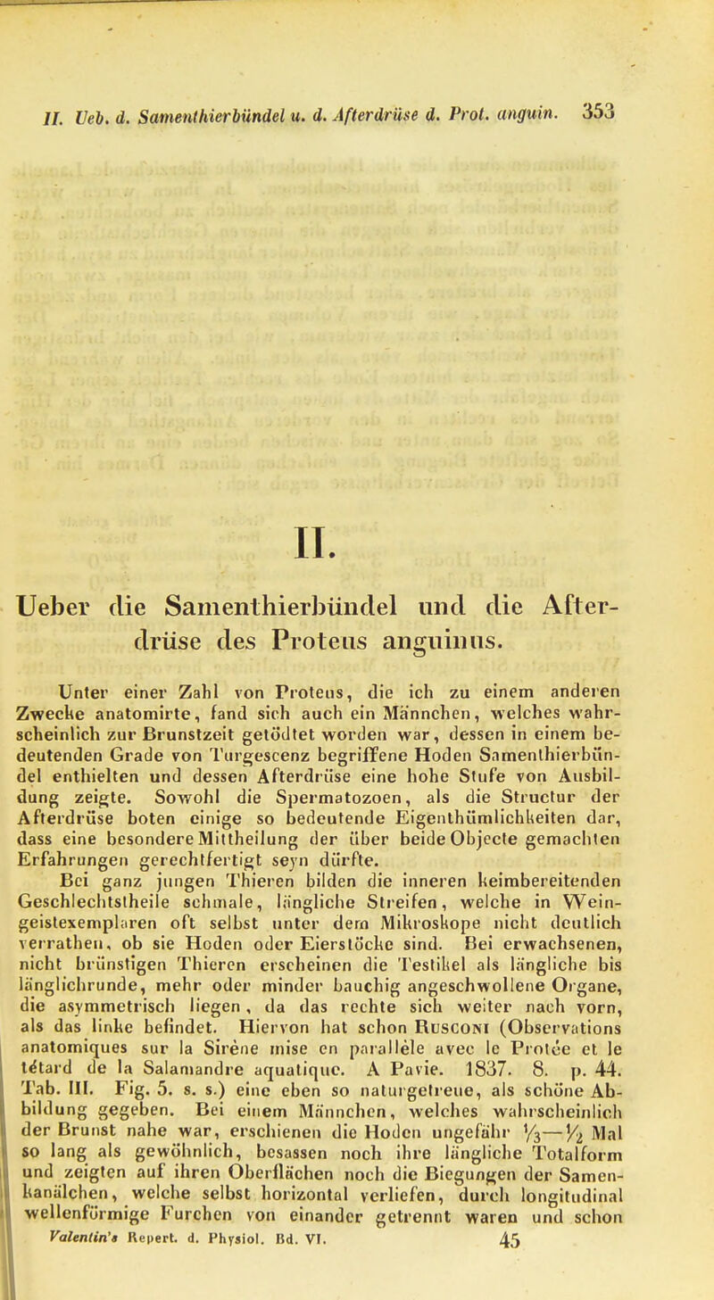 II. Ueber die Samenthierbündel und die After- drüse des Proteus anguin us. Unter einer Zahl von Proteus, die ich zu einem anderen Zwecke anatomirte, fand sich auch ein Männchen, welches wahr- scheinlich zur Brunstzeit getödtet worden war, dessen in einem be- deutenden Grade von Turgescenz begriffene Hoden Snmenlhierbün- del enthielten und dessen Afterdrüse eine hohe Stufe von Ausbil- dung zeigte. Sowohl die Spermatozoen, als die Structur der Afterdrüse boten einige so bedeutende Eigentümlichkeiten dar, dass eine besondere Mittheilung der über beide Objecte gemachten Erfahrungen gerechtfertigt seyn dürfte. Bei ganz jungen Thieren bilden die inneren heimbereitenden Geschlechtslheile schmale, längliche Streifen, welche in Wein- geistexemphiren oft selbst unter dem Mikroskope nicht deutlich verrathen, ob sie Hoden oder Eierstöcke sind. Bei erwachsenen, nicht brünstigen Thieren erscheinen die Testikel als längliche bis länglichrunde, mehr oder minder bauchig angeschwollene Organe, die asymmetrisch liegen, da das rechte sich weiter nach vorn, als das linke befindet. Hiervon hat schon Rusconi (Observations anatomiques sur la Sirene mise en parallele avec le Protee et le tetard de la Salamandre aquatique. A Pavie. 1837. 8. p. 44. Tab. III. Fig. 5. 8. s.) eine eben so naturgetreue, als schöne Ab- bildung gegeben. Bei einem Männchen, welches wahrscheinlich der Brunst nahe war, erschienen die Hoden ungefähr 1/3—Yi Mal so lang als gewöhnlich, besassen noch ihre längliche Totalform und zeigten auf ihren Oberflächen noch die Biegungen der Samen- kaniilchen, welche selbst horizontal verliefen, durch longitudinal wellenförmige Furchen von einander getrennt waren und schon Valentin'» Repert. d. Physiol. Bd. VI. 45