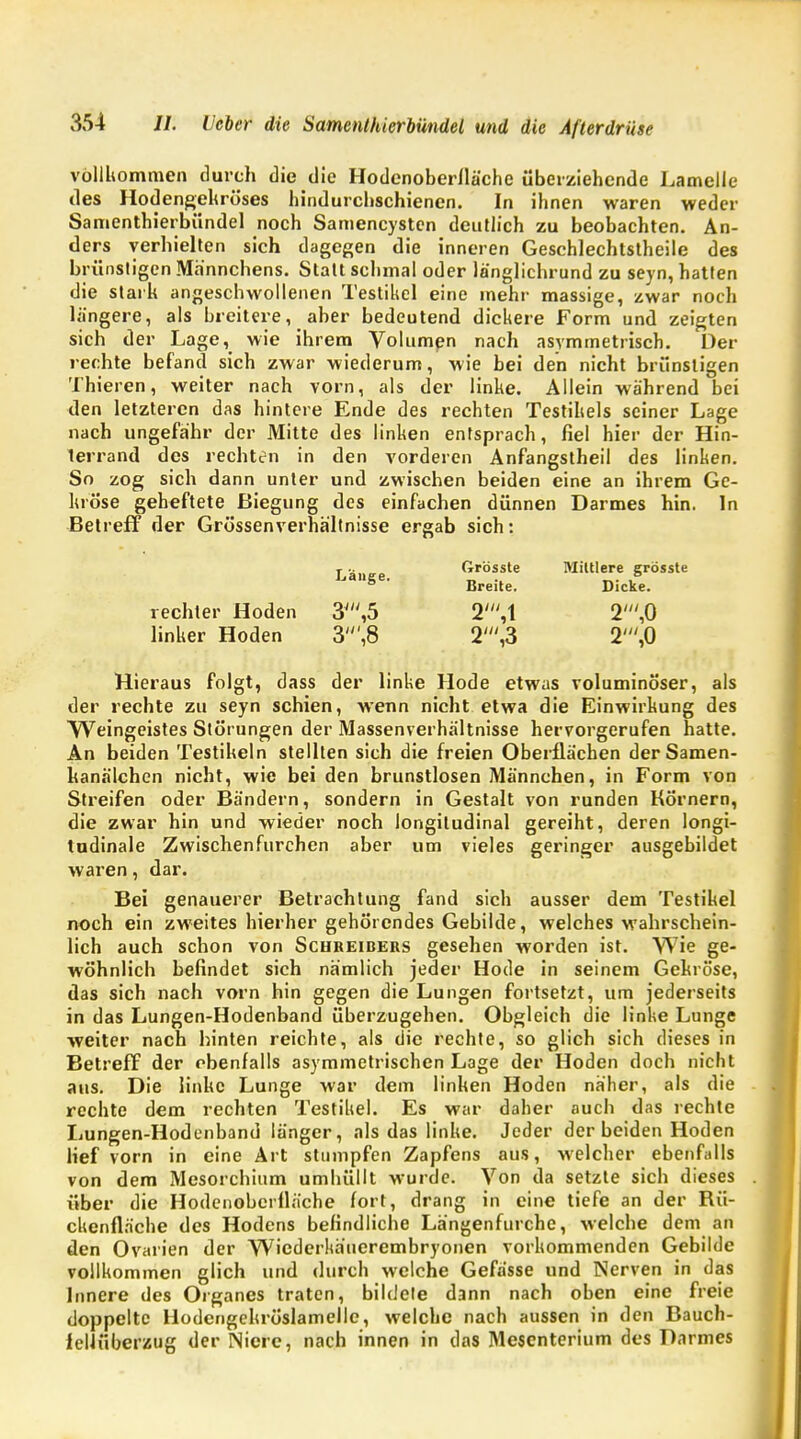 vollkommen durch die die Hodenoberiläche überziehende Lamelle des Hodengekröses hindurcbschienen. In ihnen waren weder Samenthierbündel noch Samencysten deutlich zu beobachten. An- ders verhielten sich dagegen die inneren Geschlechtstheile des brünstigen Mannchens. Statt schmal oder länglichrund zu seyn, hatten die stark angeschwollenen Testikel eine mehr massige, zwar noch längere, als breitere, aber bedeutend dickere Form und zeigten sich der Lage, wie ihrem Volumen nach asymmetrisch. Der rechte befand sich zwar wiederum, wie bei den nicht brünstigen Thieren, weiter nach vorn, als der linke. Allein während bei den letzteren das hintere Ende des rechten Testikels seiner Lage nach ungefähr der Mitte des linken entsprach, fiel hier der Hin- terrand des rechten in den vorderen Anfangstheil des linken. So zog sich dann unter und zwischen beiden eine an ihrem Ge- kröse geheftete Biegung des einfachen dünnen Darmes hin. In Betreff der Grössenverhältnisse ergab sich: 31iltlere grösste Dicke. 2',0 2/,0 Hieraus folgt, dass der linke Hode etwas voluminöser, als der rechte zu seyn schien, wenn nicht etwa die Einwirkung des Weingeistes Störungen der Massenverhältnisse hervorgerufen hatte. An beiden Testikeln stellten sich die freien Oberflächen der Samen- kanälchen nicht, wie bei den brunstlosen Männchen, in Form von Streifen oder Bändern, sondern in Gestalt von runden Körnern, die zwar hin und wieder noch longitudinal gereiht, deren Iongi- ludinale Zwischenfurchen aber um vieles geringer ausgebildet waren, dar. Bei genauerer Betrachtung fand sich ausser dem Testikel noch ein zweites hierher gehörendes Gebilde, welches wahrschein- lich auch schon von Schreibers gesehen worden ist. Wie ge- wöhnlich befindet sich nämlich jeder Hode in seinem Gekröse, das sich nach vorn hin gegen die Lungen fortsetzt, um jederseits in das Lungen-Hodenband überzugehen. Obgleich die linke Lunge weiter nach hinten reichte, als die rechte, so glich sich dieses in Betreff der ebenfalls asymmetrischen Lage der Hoden doch nicht aus. Die linke Lunge war dem linken Hoden näher, als die rechte dem rechten Testikel. Es war daher auch das rechte Lungen-Hodenband länger, als das linke. Jeder der beiden Hoden lief vorn in eine Art stumpfen Zapfens aus, welcher ebenfalls von dem Mesorchium umhüllt wurde. Von da setzte sich dieses über die Hodenoberiläche fort, drang in eine tiefe an der Rü- ckenfläche des Hodens befindliche Längenfurche, welche dem an den Ovarien der Wicderhäuerembryonen vorkommenden Gebilde vollkommen glich und durch welche Gefässe und Nerven in das Innere des Organes traten, bildete dann nach oben eine freie doppelte Hodengekröslamelle, welche nach aussen in den Bauch- iellüberzug der Niere, nach innen in das Mesenterium des Darmes T •• Grösste LaSe- Breite. rechter Hoden 3',5 2',1 linker Hoden 3',8 2',3