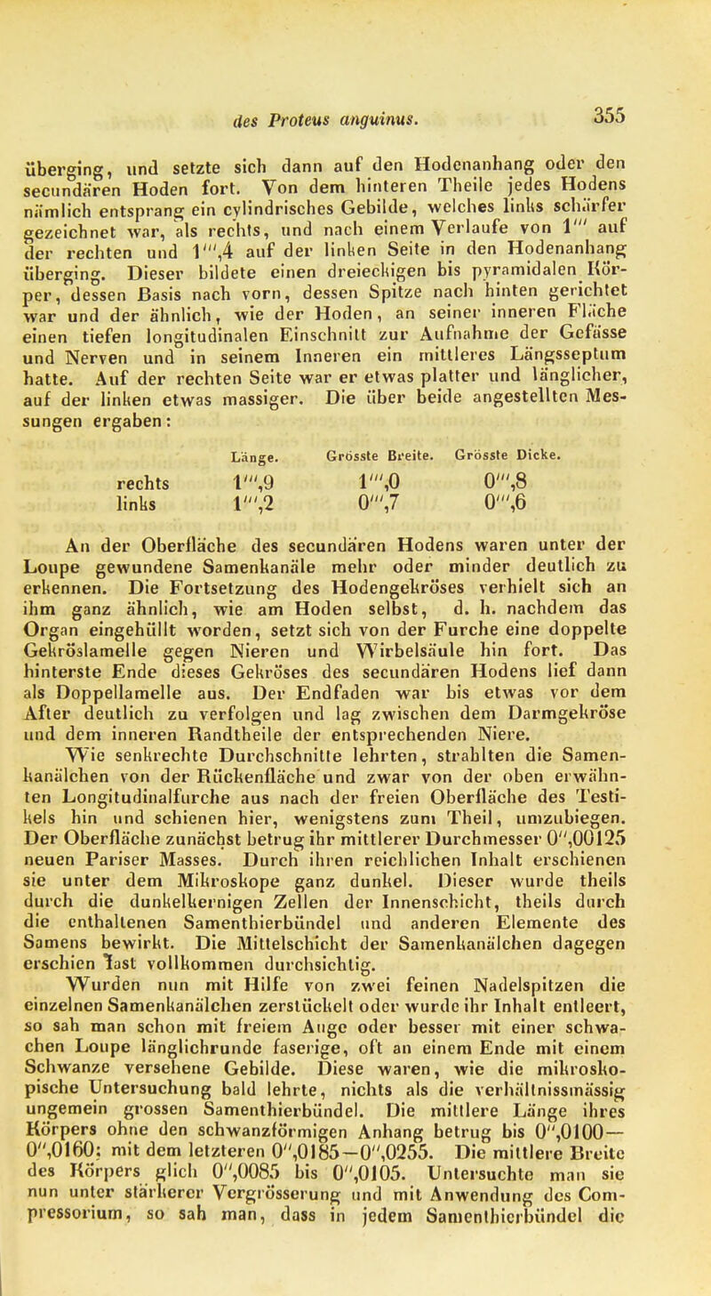 überging, und setzte sich dann auf den Hodenanhang oder den secundaren Hoden fort. Von dem hinteren Theile jedes Hodens nämlich entsprang ein cylindrisches Gebilde, welches Units sch.'irfer gezeichnet war, Vis rechts, und nach einem Verlaufe von V auf der rechten und 1',4 auf der linken Seite in den Hodenanhang überging. Dieser bildete einen dreieckigen bis pyramidalen Kör- per, dessen Basis nach vorn, dessen Spitze nach hinten gerichtet war und der ähnlich, wie der Hoden, an seiner inneren Fläche einen tiefen longitudinalen Einschnitt zur Aufnahme der Gefasse und Nerven und in seinem Inneren ein mittleres Längsseptiim hatte. Auf der rechten Seite war er etwas platter und länglicher, auf der linken etwas massiger. Die über beide angestellten Mes- sungen ergaben: Länge. Grösste Bi'eite. Grösste Dicke. rechts 1',9 1',0 0',8 links 1',2 0',7 0\6 An der Oberfläche des secundaren Hodens waren unter der Loupe gewundene Samenkanäle mehr oder minder deutlich zu erkennen. Die Fortsetzung des Hodengekröses verhielt sich an ihm ganz ähnlich, wie am Hoden selbst, d. h> nachdem das Organ eingehüllt worden, setzt sich von der Furche eine doppelte Gekröslamelle gegen Nieren und Wirbelsäule hin fort. Das hinterste Ende dieses Gekröses des secundaren Hodens lief dann als Doppellamelle aus. Der Endfaden war bis etwas vor dem After deutlich zu verfolgen und lag zwischen dem Darmgekröse und dem inneren Randtheile der entsprechenden Niere. Wie senkrechte Durchschnitte lehrten, strahlten die Samen- kanälchen von der Rüchenfläche und zwar von der oben erwähn- ten Longitudinalfurche aus nach der freien Oberfläche des Testi- kels hin und schienen hier, wenigstens zun» Theil, umzubiegen. Der Oberfläche zunächst betrug ihr mittlerer Durchmesser 0,00125 neuen Pariser Masses. Durch ihren reichlichen Inhalt erschienen sie unter dem Mikroskope ganz dunkel. Dieser wurde theils durch die dunkelkernigen Zellen der Innenschicht, theils durch die enthaltenen Samenthierbündel und anderen Elemente des Samens bewirkt. Die Mittelschicht der Samenkanälchen dagegen erschien last vollkommen durchsichtig. Wurden nun mit Hilfe von zwei feinen Nadelspitzen die einzelnen Samenkanälchen zerstückelt oder wurde ihr Inhalt entleert, so sah man schon mit freiem Auge oder besser mit einer schwa- chen Loupe länglichrunde faserige, oft an einem Ende mit einem Schwänze versehene Gebilde. Diese waren, wie die mikrosko- pische Untersuchung bald lehrte, nichts als die verhältnissmässig ungemein grossen Samenthierbündel. Die mittlere Länge ihres Körpers ohne den schwanzförmigen Anhang betrug bis 0,0100 — 0,0160: mit dem letzteren 0,OI85-0,0255. Die mittlere Breite des Körpers glich 0,0085 bis 0,0105. Untersuchte man sie nun unter stärkerer Vergrösserung und mit Anwendung des Com- pressorium, so sah man, dass in jedem Samcnthicrbündel die
