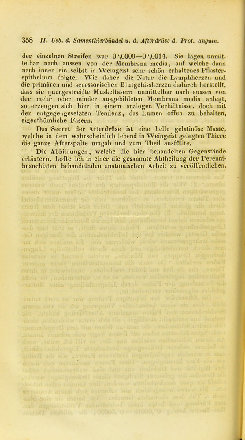 der einzelnen Streifen war 0,0009—0,00l4. Sie lagen unmit- telbar nach aussen von der Membrana media, auf welche dann nach innen ein selbst in Weingeist sehr schön erhaltenes Pflaster- epithelium folgte. Wie daher die Natur die Lymphherzen und die primären und accessorischen Blutgefä'ssherzen dadurch herstellt, dass sie quergestreifte Muskelfasern unmittelbar nach aussen von der mehr oder minder ausgebildeten Membrana media anlegt, so erzeugen sich hier in einem analogen Verhältnisse, doch mit der entgegengesetzten Tendenz, das Lumen offen zu behalten, eigentümliche Fasern. Das Secret der Afterdrüse ist eine helle gelatinöse Masse, welche in dem wahrscheinlich lebend in Weingeist gelegten Thiere die ganze Afterspalte umgab und zum Theil ausfüllte. Die Abbildungen, welche die hier behandelten Gegenstände erläutern, hoffe ich in einer die gesammte Abtheilung der Perenni- branchiaten behandelnden anatomischen Arbeit zu veröffentlichen.