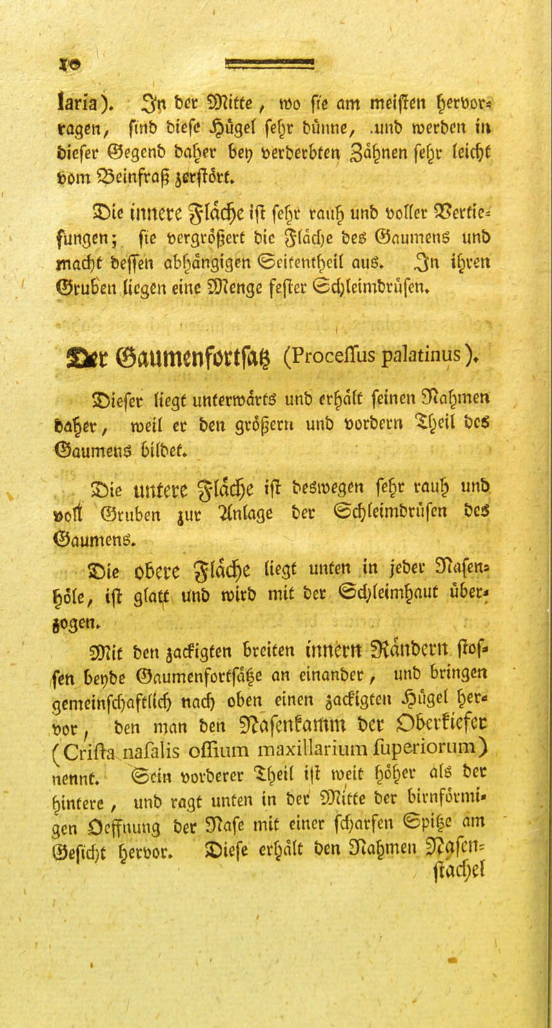 laria). b« S)?itfe, m ftc öm mcijlm ^etüor* tagen, finb btcfc ^ugel fef^r bünne, .«nb werben ht tiefer ©egenb ba§er bet; t>er&ecbten 3^§nen fef^r Ui(i)t mn ©einfra^ jerftdtt» ©te innere %{a(^C fef^t rau^ unb üoKer QJerfte- füngen; fie fcergcopert bic ^{ad)e beg ©(lumens unb ma6)t beffen abf^dngigen ©cifent^eil quS. ^n i§veri ©ruben liegen eine SKenge fejler ©djleimbrüfen» Skt ©aumcnförtfag (ProcelTus palatinus). 2)iefer Kegt unterrodrtö unb erraff feinen 9fta§men ftöjev, weit er ben gvöfjeni unb öorbern ^f^eil bc5 ©üumenö bifbef» - S)ie untere %ici^C if^ begroegen fefpr rauf^ unb »Ott ©ruben jur 2(n(age ber <Sc^(e{mbrufen bc5 ©aumenö. ^ie 05ere üegt unten in jebet Siafens |61e, ij^ g(o^ ünb wirb mit ber ©d^reim^auC ijber* sogen» mt ben aacfigten breiten inner» fKanberrt M' fen bet)be ©rtumenforffd^e an einanber, unb bringen gcmeinfc^aftfic^ nai oben einen aacfigten ^ugel ^ec- t)or, ben man ben S^afenfamm t)Ct D&evfiefcc (Crifta nafalis oflium maxillarium fuperiorum) nennt Btia \)ovberer 1^et( ijl weit §6^er aU bec Wintere, unb ragt unten in ber d'nitte ber birnformi- gen Ocffiumg ber 3^Qfß mit einer fcf)arfen ©pi^e am ©efid)t ^erüor. 2)iefe erf;a(t ben 3fia^men ^afm-- I