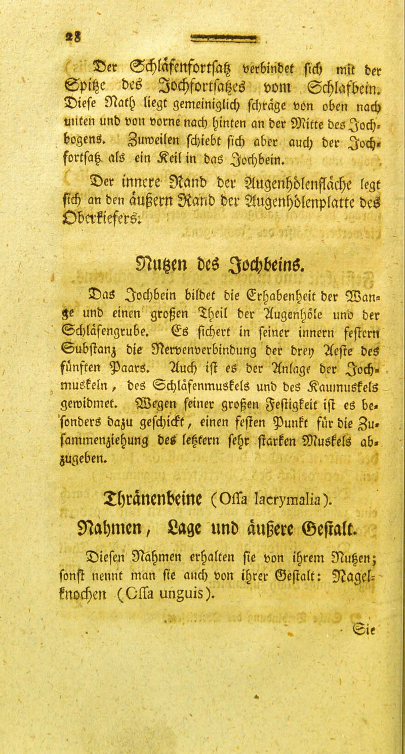 ©et (^d^fafenfortfal mhintet ficf) mit tet Dtcfe flRaf§ Hegt (jemeiniglid; fd)täse ton oben noc^ titifen unb üou toorne nad) J;inten an ber SD?i(te beö^oc^.- feogenö. 3un?«fen fd)iebt fid? ö6ec oud; ber ^oc^* fonfa| (ifö ein ^dl in boö ^odjbetn. ©er innere dUn^ bev Stugen^brenfldc^e fegt fid) an ben augem f)tanb bei' $(u9enf)6lenp(atte bc^ >^as 5od;6etn hübet bie €r§o6en^e{f ber 5Ban» unb einen großen li^eü ber ?(ugenf^61e iin'ö ber ©d)lQfengtu6e. €ö fiebert in feiner innern feflcrn ©ubjian^ bie STeruenöerbinbung ber brei; ^(efte beö fünften gJaorö. 7(uc5 ifl eß ber 2fnfnge ber ^oc^- mu^fein , bog <Sd)ldfenmu8fe(g unb beö ^auinugfels geroibmet. ^egen feiner großen ^ef^iö^eit bc« 'fonberö ba^u gefd)i(f f, einen feflen ^unff für bie 3u« fammenjie^ung beö rc|fern fefpr f!arfen SD?u6fefö ab» jugeben. Itßtancnbeine (Offa lacrymalia). Si^al)mcn, Sage unD dugere ©efialt. ^Jiefen S^ä^men erraffen fie ton i§rem Slufcn; fonfl nennt man fte ouc^ \)on i§rer ©ejlaft: tflCi^cU fnoc^ert (GfTa unguis). • 6ic