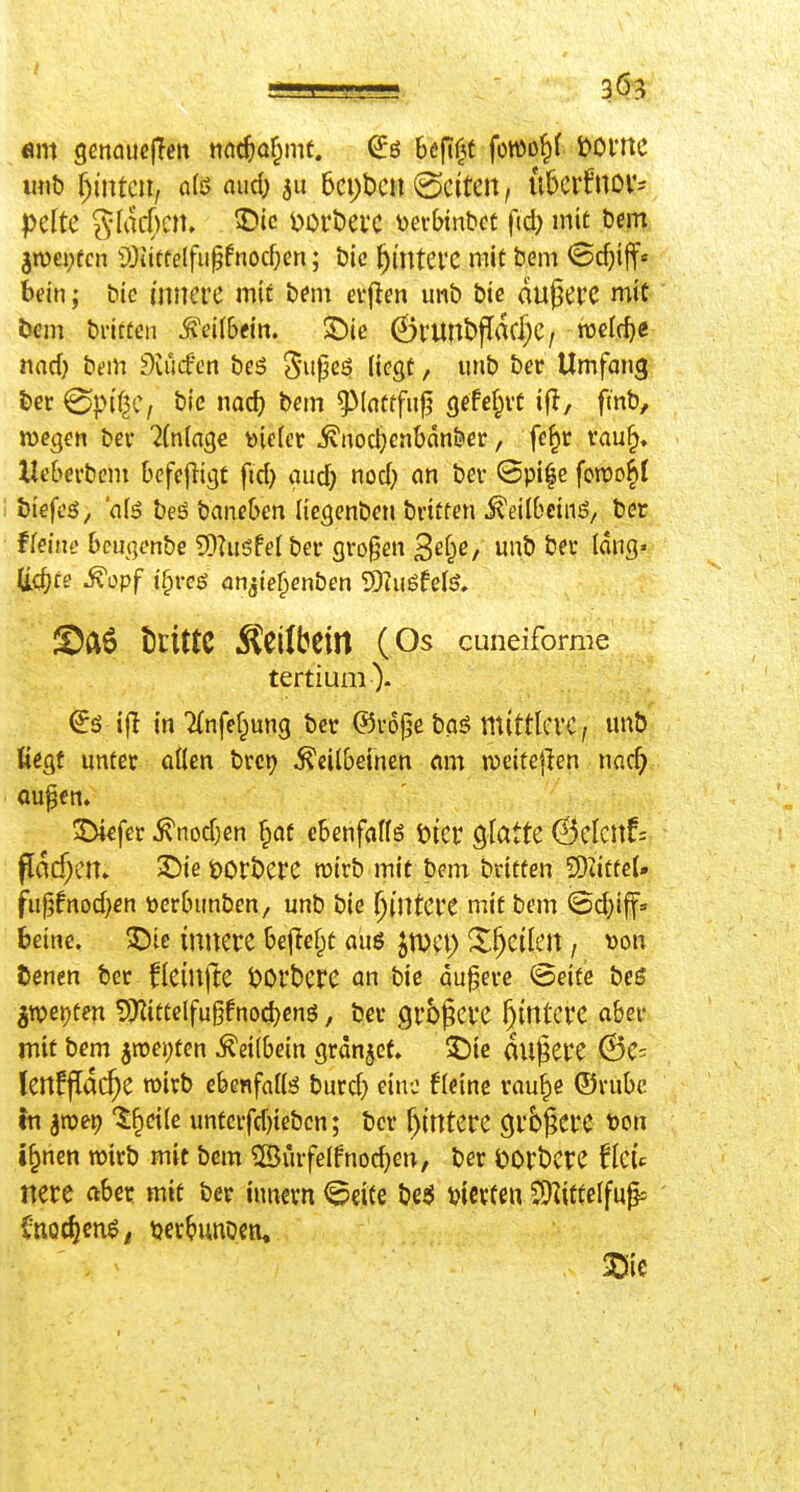 303 wib f)i'ntc», o(ß nud^ 511 5ci;t)cn (Seiten, uberfnov- pdtc gldcßctt. $?ic l)Ort)ei'e \)erbtntict fid) mit öem 3n)€i;fcn 5!)iittelfii^Pnod)en; bic f)mtevc mit bem <Sd)i{f« bein; bie innere mit bem evf^en unb bic dußerc miC tem britten Ä^eilbfi«. ©ie (ÖrUnbffrtd)C/ roefc^« nad} btm Siiitfen beö 5'upc$ (icgt, unb ber Umfang bcr 0}?if^C, bic nac^ b«m ^^(nttfiif? gefef;vt ifl, fmb, »Degen bev ^(nfnge toiefcr Änod)cnbdn&cr, fe^r rau^. Ueberbcnt kfcjligt fid) aud) nod) an ber @pi^e fctüo^t biefcö/ alö beö banef>en liegenben brttfen ^eilBeins, bec ffeine bcuqenbe SDiiisfel ber großen 3ef;e/ uub ber lang» U.d)te ^opf i^ve$ an^ie^enben Siuöfelö. I©a6 l)i:ittC Äeilbein (Os cuneiforme tertium). €s ijl in 7{nfef^ung ber ©roge baö mittlere, unö Kegf unter allen brci^ Keilbeinen nm n^citejlen nac^ aupcn. 33kfer Knod^en ^af ebenfaflö öier glatte ©elcnfs fldcf)en. S)iet>ort)ere wirb mit bem britten SDiittel» fupfnod^en »erßunben, unb bie Wintere mit bem ©d}if» Beine. J)ie innere bellest äü$ im\) X^eilen, »on tenen ber flein|l:e t)Orberc an bie dunere @eife beS SPoet)tm 5)^ittelfu§fnoc^enö, ber grbßere Wintere a&ev mit bem ^m\)tm Keilbein grdnjet, 5^ie dunere (Sc= (enffldc^e wirb ebenfalls burd} eine kleine rau^e ©vubc tn ^mr) l^cik unfcrfd)iebcn; ber f)irttere Cjrbfcre t)on i§nen wirb mit bem ^Bürfelfnoc^en, ber i?ort>ere flei'e nere aber mit ber innern <Seite bßö vierten ^ittelfu^