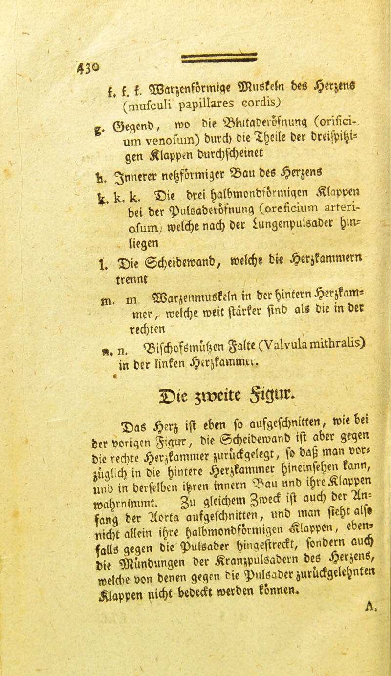 t f. t SBarjtnfotmtae «JBuöfefn beg #erjen* * (mufculi papilläres cordis; ©egenb, roo öie 2Mutab«r&fmmq (orifiri-. um venofum) burd) sie Steile der bceifpi%t* gen Äloppm burd)fd)einet fc. innerer «eiförmiger 33au beö #erjen$ k k. k. ©ie M fcatbmonbformiqen Rappen ' bei ber g)ul6aber&fnuna (oreficium arteri- ofumj welche na$ Oer lungenpulöaber liegen t % ©djetbewanb, welche bie #erjf ammero ■ trennt m m Sßarjenmuöfem in ber ^intern £er&ram* mer, roefdje wert flärfec fwb als bte m ber redeten », n. <23if(&ofömu&cn galt« (Valvula mithraUs) * in ber linfen J^rjfammu. « 3Dte $wctte §tgur. £aö £er& ift eben fo aufgefdmttten, w\tU\ feer brieten fraur, bie @d>eibercanb iffc aber gegen Die red)te Rammet fcurücfgelegt, fo M» man j&glid) in bie f)intere $erj|ammer ^tnanfe^n fann, inb in berfelben ifcren innern *au nnb i&« Rappen wahrnimmt. 3 9«em 3™* {tf flU* *r *S: fang ber *ert« aufgefebnitten, unb man ftc^t aljo IriAt allein ihre batbmonbf&rmigen klappen, eben» falls gegen bie ^uteaber binqeftrecft, fenbern aud> bie «ölünbunsen ber Äranjpulöabern beö #er&en6, »efebe wn benen gegen bie «pulöaber jurucrgeie&nten klappen nicf>t bebed't »erben fonnen.