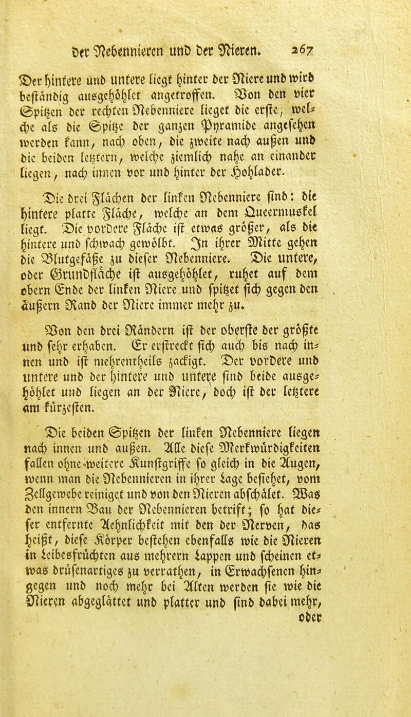 Derljtnfere unb untere Hegt fcinfer ber Niere unb wirb beftänbig ausge^lct angetroffen. 5ßon ben t>ier ©pitjen öcc rechten Nebenniere lieget i»tc erjte, wel* <J?c als bic <Bpii$c oer ganzen <pnramtbe angefeilt werben fann, nad) oben, bie jweite naefy außen unb bic beiben ledern, welche jiemlicr; na^e an einanbec Hegen, nad; innen t>or unb hinter ber J^o^Iaber. XH'e brei Slawen ber Hnfen Nebenniere |tnb i bie Wintere platte Släcfrc, welche an bem üueermusfel liegt. 'Die t-orDcre gtädbc iff etwaö grofer, als bie Wintere unb fäwaty gewölbt. 3n §ut ^ftitfe 9ekett bie 25futgefä$e ju biefer Nebenniere. Die untere, ober ®runt>fTäd)e ijt ausgerottet, ru^et auf bem cbern Snbe ber linfen Niere unb fpifjef ftdt> gegen ben äußern Staub ber Niere immer melir ju* Söon ben brei Dlänbern ijt ber oberfte ber größte unb fet>r ergaben. (£r erffreeft ftd> aud> bis nad? in* neu unb ift mef;>rcnt§eils saefigf. Der Dorüere unb untere unb ber Wintere unb untere ftnb beibe ausge* §6§tet unb Tiegen an ber Niere/bod; ifl ber festere am fünften. Die beiben ©pißen ber linFen Nebenniere Kegelt naefy innen unb außen. 2CITc biefe 9}?erfwürbtgfciteit fallen ofwe «weitere .ftunßgriffe fo gleid? in bie $ugcn, wenn man bie Nebennieren in iljrcr £age befielet, Dom Fettgewebe reiniget unb yon i>en Nieren abfeilet. 2Bas ben innern S3au ber Nebennieren betriff; fo Ijaf bie* fer entfernte 2(cfmlidt)t'eit mit ben ber Nerven, bas $cißt, biefe Körper befielen ebenfalls wie bie Niereit in Leibesfrüchten aus meiern Wappen unb fefreinen et* was brüfenartiges ju «erraffen, in (Srwacbfencn #tu gegen unb nod> met^r bei 2dten werben jte wie bic Nieren abgeglättet unb platter unb ftnb babei me§r, ober