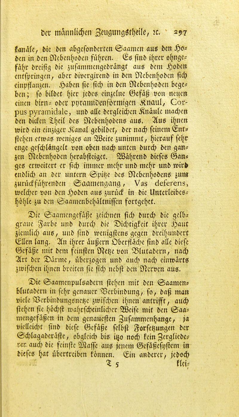 f anale, bk ben abgefonbcrfcn ©aamen aus ben Jpo* ben in ben ^cbcn^oöcn führen. (Bs ftnb i^rer ofwge* faf^r breiftg bk jufammengebrängf aus bem Jpobcit enffprtngcn, aber owergirenb in bin Sfteben^oben ftd) cinpflanjcn. S)ahm fte fiel? in t>en Otebenljoben bege* Ben; fo bilbet f)ier jebes einzelne ©efäfj t>on netten einen birn* ober ppramiDen förmigen .Knaul, Cor- pus pyramidale, unb alle bcrgleicfycn Knaule machen ben biefen S^eil bes £f}ebenl)obens aus, #us üjnen wirb ein einiger ivanat gebilbef, ber naa) feinem Snfs freien etwas weniges an 2öeite junimmt, hierauf felw enge gefcblängelt von oben naa) unten burcV ben gan* jen SHcbcnljoben Ijerabftctget. 2Bäf;>renb biefes ©ans ges erweitert er ftdb immer mcfjr unb me£r unb wirfr cnbltd) an Der unfern @p$e bes 3^eben|obens jum jurucffüfjrenbcn @aamenc}ana, Vas deferens, welcher tjon ben #oben aus jurücf tn bie Unterleibes- fco^tc ju ben @aamenbe§alfnif]en fortgebet. Die ©aamengefäßc jeiebnett ftd? burd? bie gelb? graue §arbe unb burd; bie &id)figfcit ifjrer §aut jiemlid; aus, unb finb wemgffcns gegen breilwnbert (£lleu lang. Zn tf)rcr äufjern Oberfläche ftnb ade biefc ©cfäfjc mit bem fcinjten Dteßetton 33lutabern, nad; %rt ber ©arme, ttberjogen unb aud) nacb einwärts jwifd?en ifmen breiten fte fid) ncbjt ben Sftcn>cn aus. £)ie ©aamenpufsabern freien mit ben ©aamen? bfufabern in fc^r genauer Söcrbinbung, fo, baf man totcle SBcrbiubungene^e iwifd;cn ifmen antrifft, aud; freien fte ^öd;ft waf}rfa>inlicr/er 2Beife mit ben @aa* mengefäfen in bem genaueren ^fdmmen^ange, ja t>ieffei<fcf ftnb biefe ©efäfe fclbft ^orfe^ungen ber @d)lagaberafte, obgleich bis iljo noct) fein ^glieDe* m. aud) bie feinfre 3ftaffc aus jenem ©cfafj efnftem in biefcs £at übertreiben fönnen. (Ein anbercr/ jeboefr S 5 tUi;