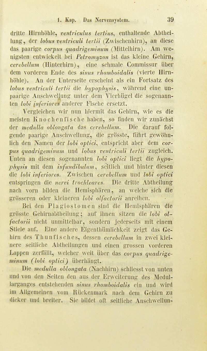 dritte HiriibÖhle, ventriculus tertius^ eiitliiiltoiide Abtliei- lung, der lobus ventriculi teiiii (Zwiscliciiliirii), an diese das paarige corpus quadrigejniinan (Mittelliiru). Am we- nigsten entwiclvclt ])ei Fetromyzon ist das kleine Gehirn, cerehellum (Hinterliirn), eine schmale Commissur über dem vorderen Ende des siims rhomhoidalis (vierte Uirn- liöhle). An der Unterseite erscheint als ein Fortsatz des lobus ventriculi t er Iii die hypop/tysis ^ während eine un- paarige Ansch\\el^ung unter dem Vierhiigel die sogenann- ten lobi inferiores anderer Fisclie ersetzt. Vergleichen wir nun hiermit das Gehirn, wie es die meisten Knochenfische haben, so finden wir zunächst der niednlla oblongata das cerebellum. Die darauf fol- gende paarige Anschwellung, die grösste, führt gewöhn- lich den Namen der lobi optici^ entspricht aber dem cor- pus quadrigeminum und lobus ventriculi tertii zugleich. Unten an diesen sogenannten lobi optici liegt die Itypo- physis mit dem infundibulum ^ seitlich und hinter diesen die lobi inferiores. Zwischen cerebellum und lobi optici entspringen die nervi trochleares. Die dritte Abtheilung nach vorn bilden die Hemisphären, an welche sich die grösseren oder kleineren lobi olfactorii anreihen. Bei den Plagiostomen sind die Hemisphären die grösste Gehirnabtlieilung; auf ihnen sitzen die lobi ol- factorii nicht unmittelbar, sondern jederseits mit einem Stiele auf. Eine andere Eigenthümlichkeit zeigt das Ge- hirn des Thunfisches, dessen cerebellum in zwei klei-^ nere seitliche Abtheilungen und einen grossen vorderen Lappen zerfällt, \\'elcher weit über das corpus quadrige- minum (lobi optici^ überhängt. Die medulla oblongata (Nachhirn) schlicsst von unten und von den Seiten den aus der Erweiterung des Medul- largangcs entstehenden sinus rhomboidalis ein und wird im Allgemeinen vom Rückenmark nach dem Gehirn zu dicker und breiler. Sie bildet oft seitliche Anschwellung