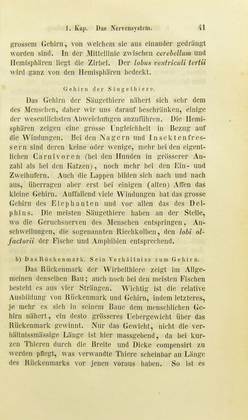 grossem Gehirn, von welchem sie aus einander yedrängl \\or(len sind. In der Mittellinie zwischen cerehellum und Hemisphären liegt die Zirbel. Der lobiis ventriculi iertii wird ganz von den Hemisphären bedeckt. Gehirn der Säu g e thi e r e. Das Gehirn der Säug'ethiere nähert sich sehr dem des Menschen, daher wir uns darauf beschränken, einige der wesentlichsten AI)weicliuligen anzuführen. Die Hemi- sphären zeigen eine grosse Ungleichheit in Bezug auf die Windungen. Bei den Nagern und Insektenfres- sern sind deren keine oder wenige, mehr bei den eigent- lichen Carnivoren (bei den Hunden in grösserer An- zahl als bei den Katzen), noch mehr bei den Ein- und Z^^•eihufern. Auch die Lappen hilden sich nach und nach aus, überragen aber erst bei einigen (alten) Affen das kleine Gehirn. Auffallend viele Windungen hat das grosse Gehirn des Elephanten und vor allen das des Del- phins. Die meisten Säugethiere haben an der Stelle, wo die Geruchsnerven des Menschen entspringen, An- schwellungen, die sogenannten Riechkolben, den lobi ol- factorn der Fische und Amphibien entsprechend. b)DasRückenmarl(. SeinVerhältniss zum Gehirn. Das Rückenmark der Wirbelthiere zeigt im Allge- meinen denselben Bau; auch noch bei den meisten Fischen besteht es aus vier Strängen. Wichtig ist die relative Ausbildung von Rückenmark und Gehirn, indem letzteres, je mehr es sich in seinem Baue dem menschlichen Ge- hirn nähert, ein desto grösseres Uebergewicht über das Rückenmark gewinnt. Nur das Gewicht, nicht die ver- hältnissmässige Länge ist hier massgebend, da bei kur- zen Thieren durch die Breite und Dicke compensirt zu werden pflegt, was verwandte Thiere scheinbar an Länge des Rückeiunarks vor jenen voraus haben. So ist es