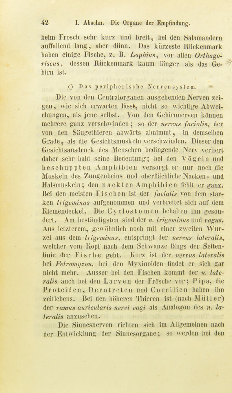 beim Frosch sehr kurz und breit, bei den Salamandern auflallend lang, aber dünn. Das kürzeste Rückenmark liaben einige Fische, z. B. Lophius^ vor allen Orthago- r/scMs, dessen Rückenmark kaum länger als das Ge- ^ hirn ist. c) Das peripherische Nervensystem. Die von den Centraiorganen ausgehenden Nerven zei- gen, wie sich erwarten läss^ nicht so wichtige Abwei- chungen, als jene seihst. Von den Gehirnnerven können melirere ganz verscln\ Inden; so der nervus facialis^ der von den Säugethieren abwärts al)nimmt, in demselben Grade, als die Gesichtsmuskeln verschwinden. Dieser den Gesichtsausdruck des Menschen bedingende Nerv verliert daher sehr bald seine Bedeutung; bei den Vögeln und beschuppten Amphibien versorgt er nur noch die Muskeln des Zungenbeins und oberflächliche Nacken- und Halsmuskeln; den nackten Amphibien fehlt er ganz. Bei den meisten Fischen ist der facialis von dem star- ken trigeminus aufgenommen und verbreitet sich auf dem Kiemendeckel. Die Cyclostomen behalten ihn geson- dert. Am beständigsten sind der n. trigeminus und vagus. Aus letzterem, gewöhnlich noch mit einer zweiten Wur- zel aus dem trigeminus^ entspringt der nervus lateralis^ welcher vom Kopf nach dem Schwänze längs der Seiten- linie der Fische geht. Kurz ist der nervus lateralis bei Petromyzon, bei den Myxinoideu findet er sich gar nicht mehr. Ausser bei den Fischen kommt der n. late- ralis auch bei den Larven der Frösche vor; Pipa, die Proteiden, Derotreten und Coecilien haben ihn zeitlebens. Bei den liöheren Thieren ist (nach Müller) der ramus auricularis nervi vagi als Analogen des n. la- teralis anzusehen. Die Sinnesnerven richten sich im Allgemeinen nach der Entwicklung der Sinnesorgane; so werden bei den