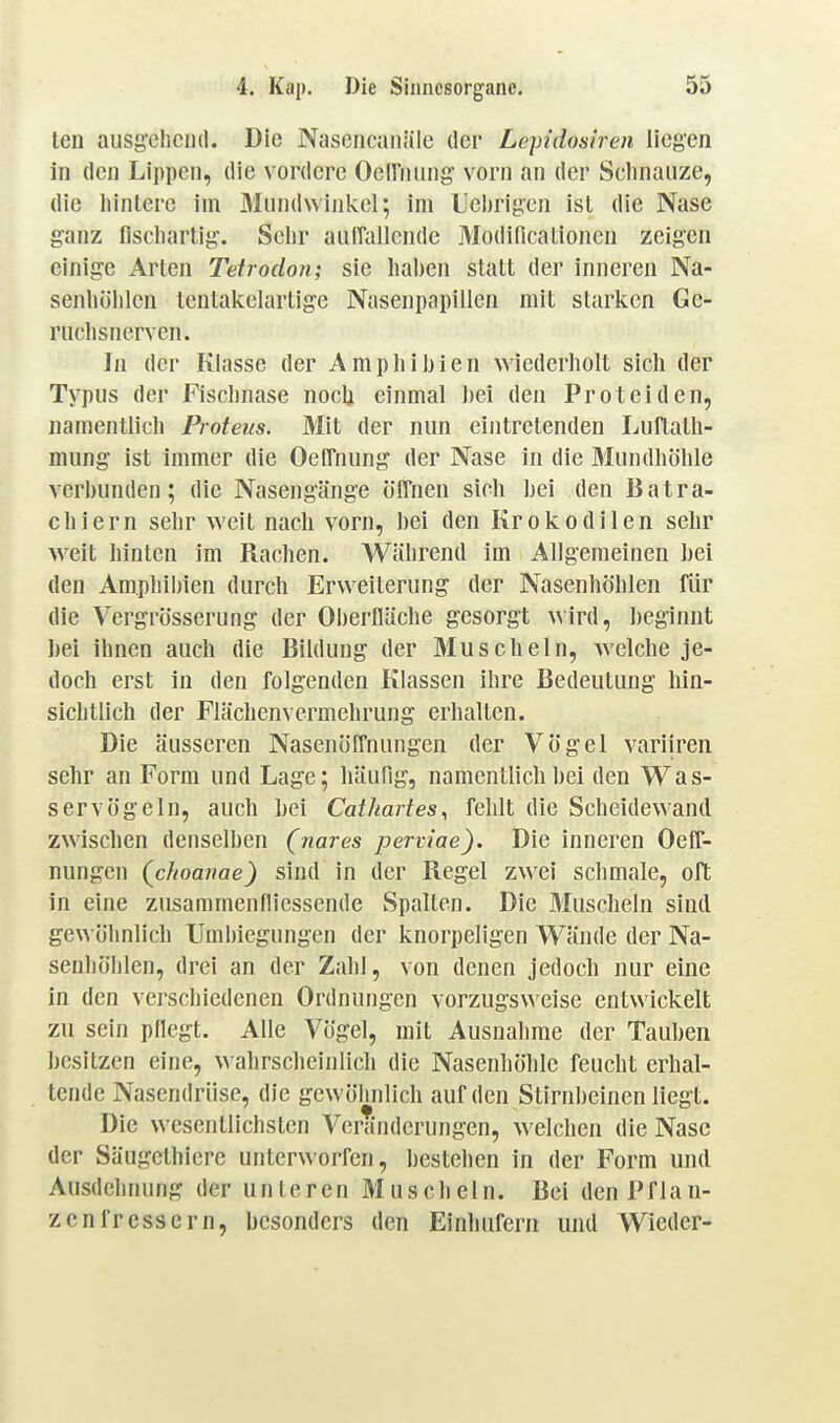 ten ausgehend. Die Nascncaiiäie der Lepidosiren liegen in den Lippen, die vordere OelTnung vorn an der Sclinaiize, die liintere im 3Iund\vinkel; im L'ebrigcn ist die Nase ganz flschartig. Selir aiifTallende Modificalionen zeigen einige Arien Tetrodoii; sie haben statt der inneren Na- senliülilcn tentakclartige Nasenpapiilen mit starken Ge- riichsnerven. In der Klasse der Amphibien wiederholt sich der Typus der Fischnase noch einmal bei den Proteiden, namentlich Proteus. Mit der nun eintretenden Luftath- mung ist immer die Oeffnung der Nase in die Mundhöhle verbunden; die Nasengänge öffnen sich bei den Batra- chiern sehr weit nach vorn, bei den Krokodilen sehr weit hinten im Rachen. Während im Allgemeinen bei den Amphibien durch Erweiterung der Nasenhöhlen für die Vergrösserung der Oberfläche gesorgt wird, beginnt hei ihnen auch die Bildung der Muscheln, welche je- doch erst in den folgenden Klassen ihre Bedeutung hin- sichtlich der Flächenvermehrung erhalten. Die äusseren Nasenöfl'nungen der Vögel variiren sehr an Form und Lage; häufig, namentlich bei den Was- servögeln, auch bei Cathartes, fehlt die Scheidewand zwischen denselben (nares perviae). Die inneren Oeff- nungcn (cJioanae) sind in der Regel zwei schmale, oft in eine zusammenfliessende Spalten. Die Muscheln sind ge\\ öhnlich Uml)iegungen der knorpeligen Wände der Na- senhölilen, drei an der Zahl, von denen jedoch nur eine in den vei'schiedenen Ordnungen vorzugs\\'eise entwickelt zu sein pflegt. Alle Vögel, mit Ausnahme der Tauben hesitzcn eine, wahrscheinlich die Nasenhöhle feucht erhal- tende Nasendrüse, die gewöhnlich auf den Stirnbeinen liegt. Die wesentlichsten Veränderungen, welchen die Nase der Säugethiere unterworfen, bestehen in der Form und Ausdehnung der unteren Muscheln. Bei den Pflan- zenfressern, besonders den Einhufern und Wieder-