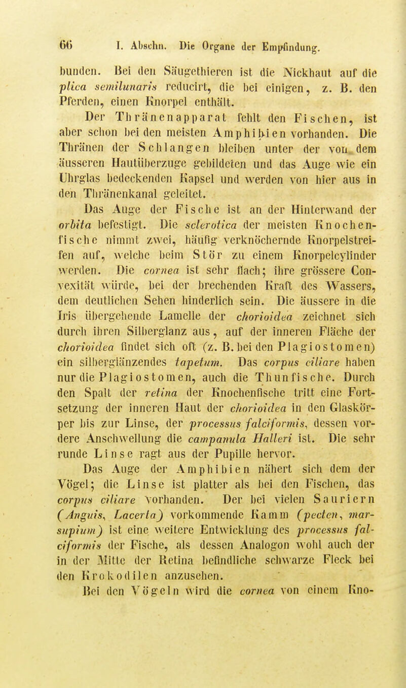 buiuleii. Bei den Säiigethiercn ist die Nickhaut auf die plica semüunaris reducirt, die bei einigen, z. B. den Pferden, einen Knorpel entliält. Der Th ränen apparal felilt den Fisclien, ist aber sclion beiden meisten Amphil>ien vorbanden. Die Tbränen der Schlangen bleiben unter der von dem äusseren Hauliiberzuge g-ebildcten und das Auge wie ein Uhrglas bedeckenden Kapsel und werden von hier aus in den Tbrünenkanal geleitet. Das Auge der Fische ist an der Hinterwand der orbita befestigt. Die sclerotica der meisten Knochen- fische nimmt zwei, häufig verknöchernde Knorpelstrei- fen auf, welche beim Stör zu einem Knorpelcylinder werden. Die cornea Ist sehr flach; ihre grössere Con- vexität würde, bei der brechenden Kraft des Wassers, dem deutlichen Sehen hinderlich sein. Die äussere in die Iris übergehende Lamelle der chorioiclea zeichnet sich durch ihren Silberglanz aus, auf der inneren Fläche der chorioiclea findet sich oft (z. B. bei den Plagiostomen) ein sill)ergiänzendes tapetum. Das corpus ciliare haben nur die Plagiostomen, auch die Thunfische. Durch den Spalt der retina der Knochenfische tritt eine Fort- setzung der inneren Haut der chorioiclea in den Glaskör- per bis zur Linse, der processus falciforinis, dessen vor- dere Anschwellung die camparmla Halleri ist. Die sehr runde Linse ragt aus der Pupille hervor. Das Auge der Amphibien nähert sich dem der Vögel; die Linse ist platter als bei den Fischen, das corpus ciliare vorhanden. Der bei vielen Sauriern (Angiiis^ Lacerla) vorkommende Kamm (pecten^ inar- supium) ist eine weitere Entwicklung des processus fal- ciformis der Fische, als dessen Analogon w ohl auch der in der Mitte der Uetina befindliche schwarze Fleck bei den Krokodilen anzusehen. Bei den Vögeln wird die coniea von einem Kno-