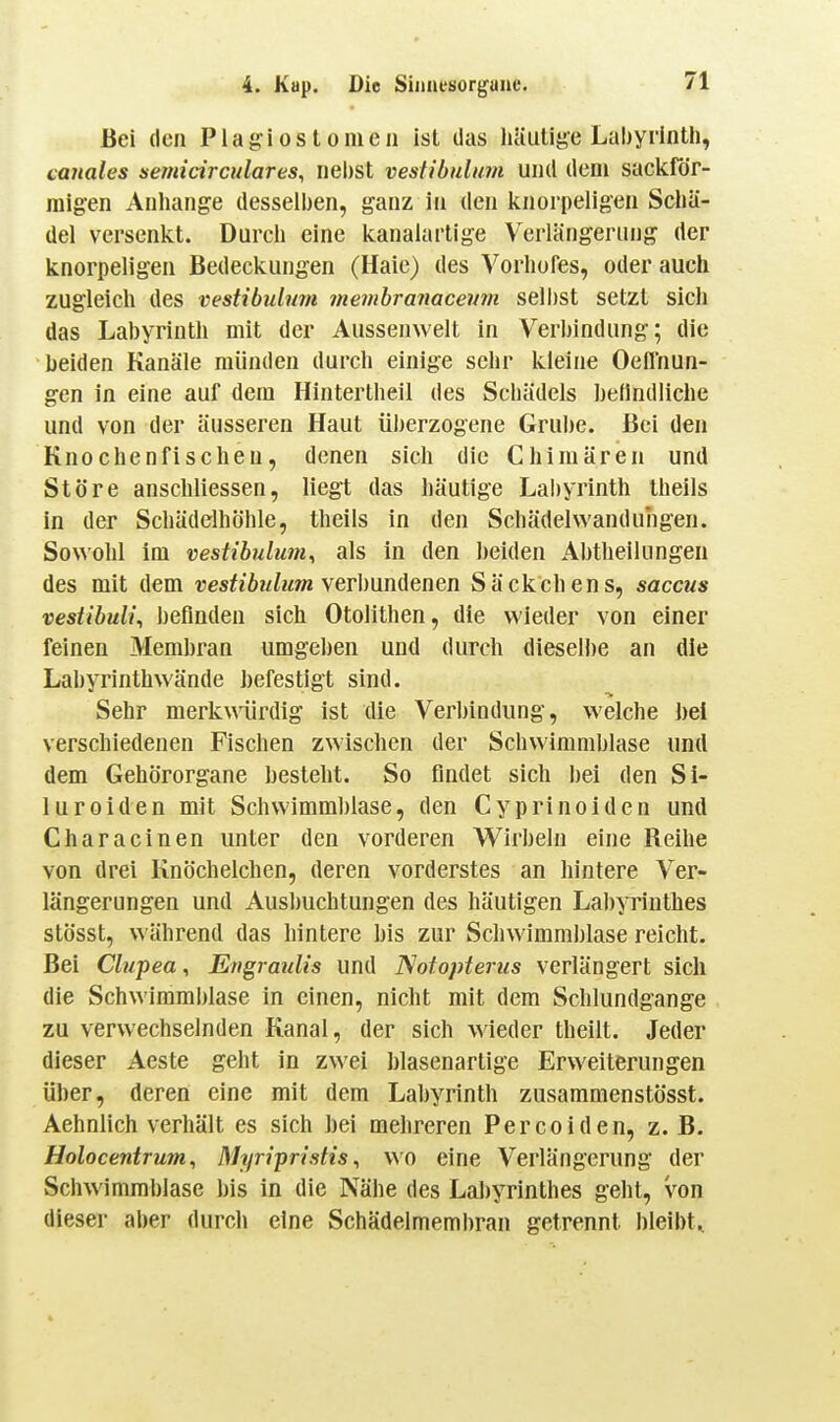 Bei den Plagiostomeii ist das liliuliye Labyrinth, lariales semicirculares, nebst vestibuliim und dem sackför- migen Anhange desselben, ganz in den knorpeligen Schä- del versenkt. Durch eine kanalartige Verlängerung der knorpeligen Bedeckungen (Haie) des Vorhofes, oder auch zugleich des vestibulum membranacevtn sell)st setzt sich das Labyrinth mit der Aussenwelt in Verbindung; die beiden Kanäle münden durch einige sehr kleine Oeffnun- gen in eine auf dem Hintertheil des Schädels hedndlichc und von der äusseren Haut überzogene Grube. Bei den Knochenfischen, denen sich die Chimären und Störe anschliessen, liegt das häutige La!)yrinth Iheils in der Schädelhöhle, theils in den Schädehvanduhgen. So^^'ohl im vestibulum^ als in den beiden Abtheilungeu des mit dem resfj6?/f?m verbundenen Säckchens, saccus vestibuli, befinden sich Otolithen, die wieder von einer feinen Membran umgeben und durch dieseH)e an die Labyrinthwände befestigt sind. Sehr merkwürdig ist die Verbindung, welche bei verschiedenen Fischen zwischen der Schwimmblase und dem Gehörorgane besteht. So findet sich bei den Si- luroiden mit Schwimmblase, den Cyprinoiden und Characinen unter den vorderen V^irbeln eine Reihe von drei Knöchelchen, deren vorderstes an hintere Ver- längerungen und Ausbuchtungen des häutigen Labpinthes stösst, während das hintere bis zur Schwimmblase reicht. Bei Clupea, Engraulis und Notopterus verlängert sich die Schwimmblase in einen, nicht mit dem Schlundgange zu verwechselnden Kanal, der sich wieder theilt. Jeder dieser Aeste geht in zwei blasenartige Erweiterungen über, deren eine mit dem Labyrinth zusammenstösst. Aehnlich verhält es sich bei mehreren Percoiden, z. B. Holocentrum, Myripristis ^ wo eine Verlängerung der Schwimmblase bis in die Nähe des Lal)yrinthes gebt, von dieser aber durch eine Schädelmembran getrennt bleibt.