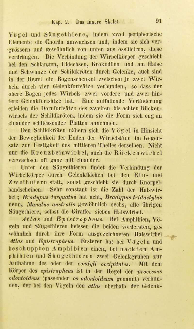 Vögel und Säugethierc, indem zwei peripherisclie Elemente die Chorda umwachsen und, indem sie sich ver- grössern und gewöhnlich von unten aus ossiflciren, diese verdrängen. Die Verbindung der Wirlielkörper geschieht bei den Schlangen, Eidechsen, Krokodilen und am Halse und Schwänze der Schildkröten durch Gelenke, auch sind in der Regel die ßogenschenkel zwischen je zwei Wir- beln durch vier Gelenkfortsätze verbunden, so dass der obere Bogen jedes Wirbels zwei vordere und zwei hin- tere Gelenkfortsätze hat. Eine auffallende Veränderung erleiden die Dornfortsätze des zweiten bis achten Rücken- wirbels der Schildkröten, indem sie die Form sich eng an einander schliessender Platten annehmen. Den Schildkröten nähern sich die Vögel in Hinsicht der Beweglichkeil der Enden der Wirbelsäule im Gegen- satz zur Festigkeit des mittleren Tlieiles derselben. Nicht nur die Kreuzbeinwirbel, auch die Rückenwirbel verwachsen oft ganz mit einander. Unter den Säugethieren findet die Verbindung der Wirbelkörper durch Gelenkflächen bei den Ein- und Zweihufern statt, sonst geschieht sie durch Knorpel- bandscheiben. Sehr constant ist die Zahl der Halswir- bel ; Bradypus torquatus hat acht, Bradypus tridadylus neun, Manatus australis gewöhnlich sechs, aüe übrigen Säugethiere, sell)st die Giraffe, sieben Halswirbel. Atlas und Epistropheus. Bei Amphibien, Vö- geln und Säugethieren heissen die beiden vonlersten, ge-. wohnlich durch ihre Form ausgezeichneten Halswirbel Jtlas und Epistropheus. Ersterer hat bei Vögeln und beschuppten Amphibien einen, bei nackten Am- phibien und Säugethieren zwei Gelenkgruben zur Aufnahme des oder der condyli occipitales. Mit dem Körper des epistropheus ist in der Regel der processus odontoideus (passender os odontoideum genannt) verbun- den, der bei den Vögeln den atlas oberhalb der Gelenk-