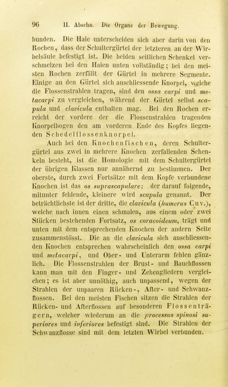 00 II. Abßchn. Die Organe der Bewegung. bundcn. Die Haie untcrsclicidcii sich al)er liariii von den Rochen, dass der SchulLergürtel der letzteren an der Wir- belsäule befestigt ist. Die beiden seitlichen Schenkel ver- schmelzen bei den Halen unten vollständig; bei den mei- sten Rochen zcrrällt der Gürtel in mehrere Segmente. Einige an den Gürtel sich anschliessende Knorpel, \vi3lche die Flossenstrahlen tragen, sind den ossa carpi und me- tacarpi zu vergleichen, während der Gürtel selbst sca- pula und clavicnla enthalten mag. Bei den Rochen er- reicht der vordere der die Flossenstrahlen tragenden Knorpelbogen den am vorderen Ende des Kopfes liegen- den S chedelll 0 ssenkn orpel. Auch bei den Knochenfischen, deren Schulter- gürtel aus zwei in mehrere Knochen zerfallenden Schen- keln besteht, ist die Homologie mit dem Schultergürtel der übrigen Klassen nur annähernd zu bestimmen. Der oberste, durch zwei Fortsätze mit dem Kopfe verbundene Knochen ist das os suprascapulare; der darauf folgende, mitunter fehlende, kleinere wird scapula genannt. Der beträchtlichste ist der dritte, die clavicula (Jiumerns Cuv.), welche nach innen einen schmalen, aus einem oder zwei Stücken bestehenden Fortsatz, os coracoideuni, trägt und unten mit dem entsprechenden Knochen der andern Seite zusammenstösst. Die an die clavicula sich anschliessen- den Knochen entsprechen ^^'ahrscheinlich den ossa carpi und tnctacarpi, und Ober- und Unterarm fehlen gänz- lich. Die Flossenstrahlen der Brust- und Bauchflossen kann man mit den Finger- und Zehengiiedern verglei- chen; es ist aber unnöthig, auch unpassend, wegen der Strahlen der unpaarcn Rücken-, After- und Schwanz- flossen. Bei den meisten Fischen sitzen die Strahlen der Rücken- und Afterflossen auf besonderen Flossen trä- gem, welcher wiederum an die processiis spinosi su- periores und inferiores befestigt sind. Die Strahlen der Sch^^ auzflossc sind mit dem letzten Wirbel verbunden.