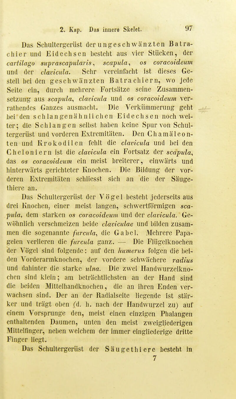 Das Scluiltergcrüst der ungeschwänzten ßalra- cliier und Eidechsen besteht aus vier Stücken, der cartilago suprascapularis ^ scapiila, os coracoideum und der davicula. Sehr vereinfacht ist dieses Ge- stell l)ei den geschwänzten Batrachiern, wo jede Seite ein, durch melirere Fortsätze seine Zusammen- setzung aus scapula, davicula und os coracoideum ver- rathendes Ganzes ausmacht. Die Verlcümmerung geht ])ei den schlangenähnlichen Eidechsen noch wei- ter; die Schlangen seihst haben keine Spur von Schul- tergerüst und vorderen Extremitäten. Den Chamäleon- ten und Krokodilen fehlt die davicula und bei den Cheloniern ist die davicula ein Fortsatz der scäpula^ das OS coracoideum ein meist breiterer, einwärts und hinterwärts gerichteter Knochen. Die Bildung der vor- deren Extremitäten schliesst sich an die der Säuge- thier e an. Das Schultergerüst der Vögel besteht jederseits aus drei Knochen, einer raeist langen, schwertförmigen sca- pula, dem starken os coracoideum und der davicula. Ge- wöhnlich verschmelzen beide daviculae und bilden zusam- men die sogenannte furcula, die Gabel. Mehrere Papa- geien verlieren die furcula ganz. — Die Flügelknochen (1er Vögel sind folgende: auf den humerus folgen die ])ei- den Vorderarmknochen, der vordere schwächere radius und dahinter die starke ulna. Die zwei Handwurzelkno- chen sind klein; am beträchtlichsten an der Hand sind die beiden Mittelhandknochen, die an ihren Enden ver- wachsen sind. Der an der Radialseite liegende ist stär- ker und trägt oben (d. h. nach der Handwurzel zu) auf einem Vorsprunge den, meist einen einzigen Phalangen enthaltenden Daumen, unten den meist zweigliederigen Mittelfinger, neben welchem der immer eingliederige dritte Finger liegt. Das Schultergerüst der Säugethierc besteht In 7