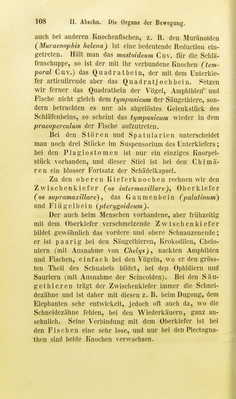 auch bei anderen Knochenflschen, z. B. den Muränoiden (Muraenopkis helena) ist eine l)edeutende Reduction ein- getreten. Hält man das mastoideum Cuv. für die Sclilä- fenscliuppe, so ist der mit ilir verbundene Knoclien (tem- poral Cuv.) das Quadratbein, der mit dem Unterltie- fer articulirende aber das Quadratjoclibein. Setzen wir ferner das Quadratbein der Vögel, Amphibien und Fische nicht gleich dem tympamcum der Säugethiere, son- dern betrachten es nur als abgelöstes Gelenkstück des Schläfenbeins, so scheint das tympamcum wieder in dem praeopercidum der Fische aufzutreten. Bei den Stören und Spatularien unterscheidet man noch drei Stücke im Suspensorium des Unterkiefers; bei den Plagiostomen ist nur ein einziges Knorpel- stück vorhanden, und dieser Stiel ist bei den Chimä- ren ein blosser Fortsatz der Schädelkapsel. Zu den oberen Kieferknochen rechnen wir den Zwischenkiefer (os intermaxillare), Oberkiefer (os supramaxillare), das Gaumenbein (palatinum^ und Flügelbein (pterygoideum). Der auch beim Menschen vorhandene, aber frühzeitig mit dem Oberkiefer verschmelzende Zwischenkiefer bildet gewöhnlich das vordere und obere Schnauzenende; er ist paarig bei den Säugethieren, Krokodilen, Chelo- niern (mit Ausnahme von Chelys), nackten Amphibien und Fischen, einfach bei den Vögeln, wo er den gröss- ten Theil des Schnabels bildet, bei den Ophidiern und Sauriern (mit Ausnahme der Scincoiden). Bei den Säu- gethieren trägt der Zvvischenkiefer immer die Sclmei- dezähne und ist daher mit diesen z. B. beim Dugong, dem Elephanten sehr entwickelt, jedoch oft auch da, wo die Schneidezähne fehlen, ])ei den Wiederkäuern, ganz an- sehnlich. Seine Verbindung mit dem Oberkiefer ist bei den Fischen eine sehr lose, und nur bei den Plectogna- then sind beide Knochen verwachsen.