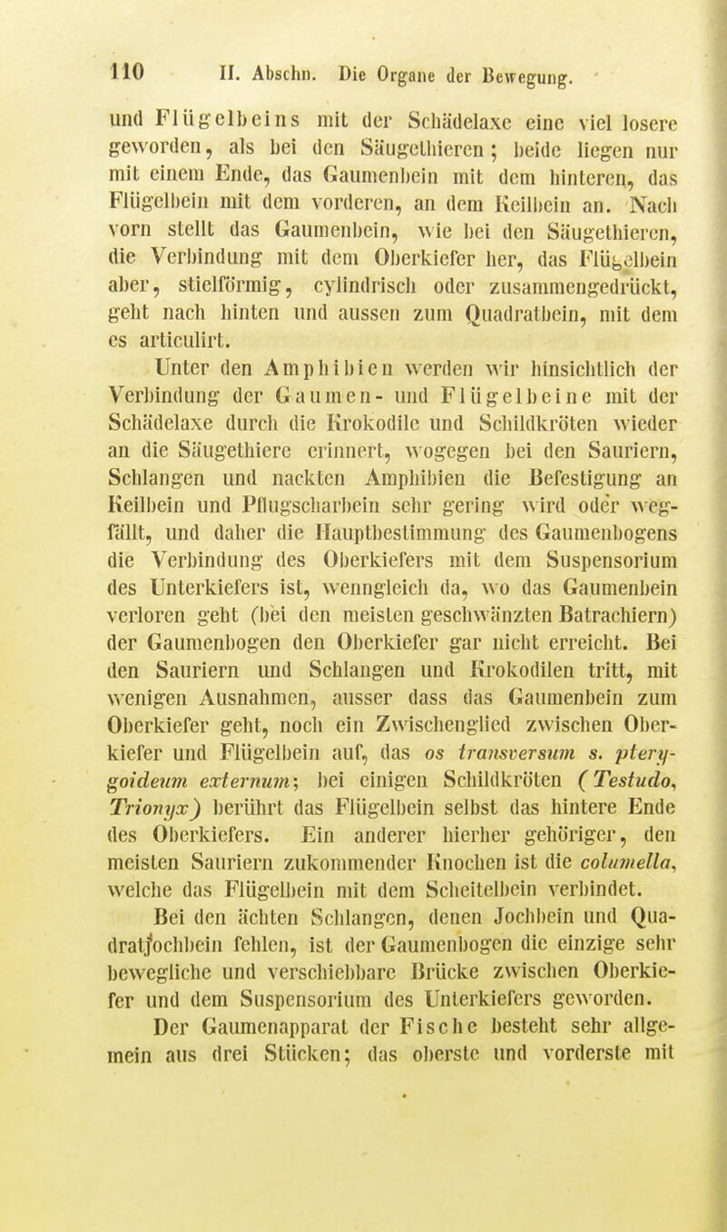 und Flüge 11)ei IIS mit der Schädelaxe eine viel losere geN\'orden, als bei den Säugelliiercn ; beide liegen nur mit einem Ende, das Gaumenbein mit dem hinteren, das Fliigell)ein mit dem vorderen, an dem Keilhein an. Nach vorn stellt das Gaumenbein, wie bei den Säugetbieren, die Verbindung mit dem Oberkiefer ber, das Flüj,clbein aber, stielförmig, cylindriscb oder zusammengedrückt, gebt nach hinten und aussen zum Quadralbein, mit dem es articulirt. Unter den Amphibien werden wir hinsichtlich der Verbindung der Gaumen- und Flügelbeine mit der Schädelaxe durch die Krokodile und Schildkröten \\ ieder an die Säugethiere erinnert, >\ ogegen bei den Sauriern, Schlangen und nackten Amphibien die Befestigung an Keilbein und Pflugscharbein sehr gering wird oder A\eg- fällt, und daher die Hauptbestimmung des Gauinenbogens die Verbindung des Oherkiefers mit dem Suspensorium des Unterkiefers ist, wenngleich da, wo das Gaumenbein verloren geht (i)ei den meisten geschwänzten Batrachiern) der Gaumenbogen den Oberkiefer gar nicht erreicht. Bei den Sauriern und Schlangen und Krokodilen tritt, mit v^'enigen Ausnahmen, ausser dass das Gaumenbein zum Oberkiefer geht, noch ein Zwischenglied zwischen Ober- kiefer und Flügelbein auf, das os traiisversum s. ptery- goideum externum; bei einigen Schildkröten (Testudo, Trionyx) berührt das Flügelbein selbst das hintere Ende des Oberkiefers. Ein anderer hierher gehöriger, den meisten Sauriern zukonmiender Knochen ist die coluinella, welche das Flügelljein mit dem Scheitelbein verbindet. Bei den ächten Schlangen, denen Jocbl)cin und Qua- drat^ochbein fehlen, ist der Gaumenbogen die einzige sein- bewegliche und verschiebbare Brücke zwischen Oberkie- fer und dem Suspensorium des Unterkiefers geworden. Der Gaumenapparat der Fische besteht sehr allge- mein aus drei Stücken; das oberste und vorderste mit