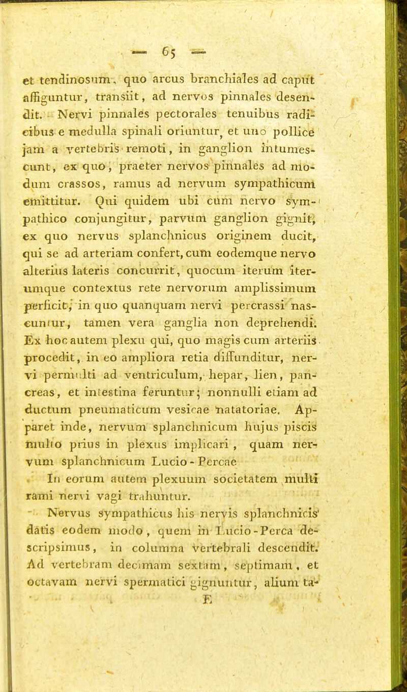 et tendinosnm , quo arcus branchiales ad caput  affiguntur, transiit, ad nervos pinnales desen- dit. Nervi pinnales pectorales tenuibus radi- eibus e medulla spinali oriunturj et uno pollic^ jam a vertebris'remoti, in ganglion intumes- cunt, ex quo, praeter nervos pinnales ad nlo- dum crassos, ramus ad nervum sympathicum cmittitur. Qui quidem ubi cum nervo sym-' pathico conjungitur, parvum ganglion giguiti ex quo nervus splanchnicus originem ducit, qui se ad arteriam confert, cum eodemque nervo alterius lateris concurrit, quocum iterum iter- umque contextus rete nervorum amplissimum perficic, in quo quanquam nervi percrassi nas- eunfur, tamen vera ganglia non deprehendi. Ex hocautem plexu qui, quo magis cum arteriis procedit, in eo ampliora retia diffunditur, ner- vi permulti ad ventriculum, hepar, lien, pan- creas, et iniestina feruntur; nonnulli eiiam ad ductum pneumaticum vesicae tiatatoriae, Ap- paret inde, nervum splanchnicum hujus pisci^ muho prius in plexiis implicari , quam ner- vum spLmchnicum Lucio - Percae Iri eorum autem plexuum societatem multi rami ner\i vagi trahuntur. - Nervus sympathicus his nervis splanchnicis' datis eodem modo , quem in-llucio-Perca de- scripsimus, in columna vertebrali descendit. Ad vertebram decimam sextam , septimam, et octavam nervi spermatici gignuntur, alium ta-