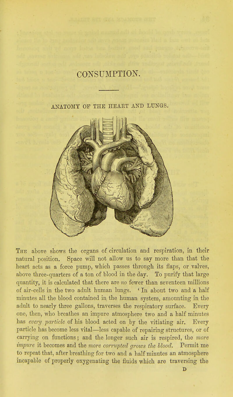 CONSUMPTION. ANATOMY OF THE HEAET AND LUNGS. The above shows the organs of circulation and respiration, in their natural position. Space will not allow us to say more than that the heart acts as a force pump, which passes through its flaps, or valves, above three-quarters of a ton of blood in the day. To purify that large quantity, it is calculated that there are no fewer than seventeen millions of air-cells in the two adult human lungs. ' In about two and a half minutes all the blood contained in the human system, amounting in the adult to nearly three gallons, traverses the respiratory surface. Every one, then, who breathes an impure atmosphere two and a half minutes has every particle of his blood acted on by the vitiating air. Every particle has become less vital—less capable of repairing structures, or of carrying on functions; and the longer such air is respired, the moi^e impure it becomes and the more corrupted grows the hlood. Permit me to repeat that, after breathing for two and a half minutes an atmosphere incapable of properly oxygenating the fluids which are traversing the D