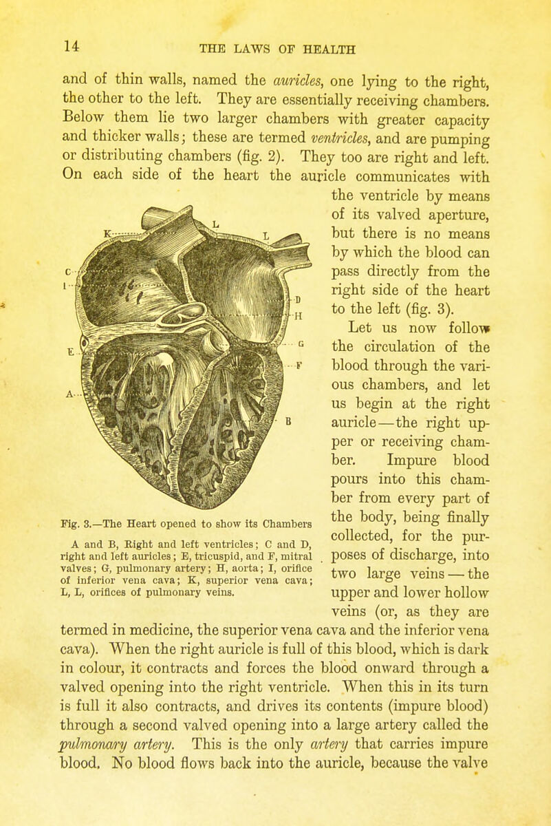 and of thin walls, named the auricles, one lying to the right, the other to the left. They are essentially receiving chambers. Below them lie two larger chambers with greater capacity and thicker walls; these are termed ventricles, and are pumping or distributing chambers (fig. 2). They too are right and left. On each side of the heart the auricle communicates with the ventricle by means of its valved aperture, but there is no means by which the blood can pass directly from the right side of the heart to the left (fig. 3). Let us now follow the circulation of the blood through the vari- ous chambers, and let us begin at the right auricle—the right up- per or receiving cham- ber. Impure blood pours into this cham- ber from every part of the body, being finally collected, for the pur- poses of discharge, into two large veins — the upper and lower hollow veins (or, as they are termed in medicine, the superior vena cava and the inferior vena cava). When the right auricle is full of this blood, which is dark in colour, it contracts and forces the blood onward through a valved opening into the right ventricle. When this in its turn is full it also contracts, and drives its contents (impure blood) through a second valved opening into a large artery called the pulmonary artery. This is the only artery that carries impure blood. No blood flows back into the auricle, because the valve Fig. 3.—The Heart opened to show its Chambers A and B, Bight and left ventricles; C and D, right and left auricles; E, tricuspid, and F, mitrai valves; 6, pulmonary artery; H, aorta; I, orifice of inferior vena cava; K, superior vena cava; L, L, orifices of pulmonary veins.