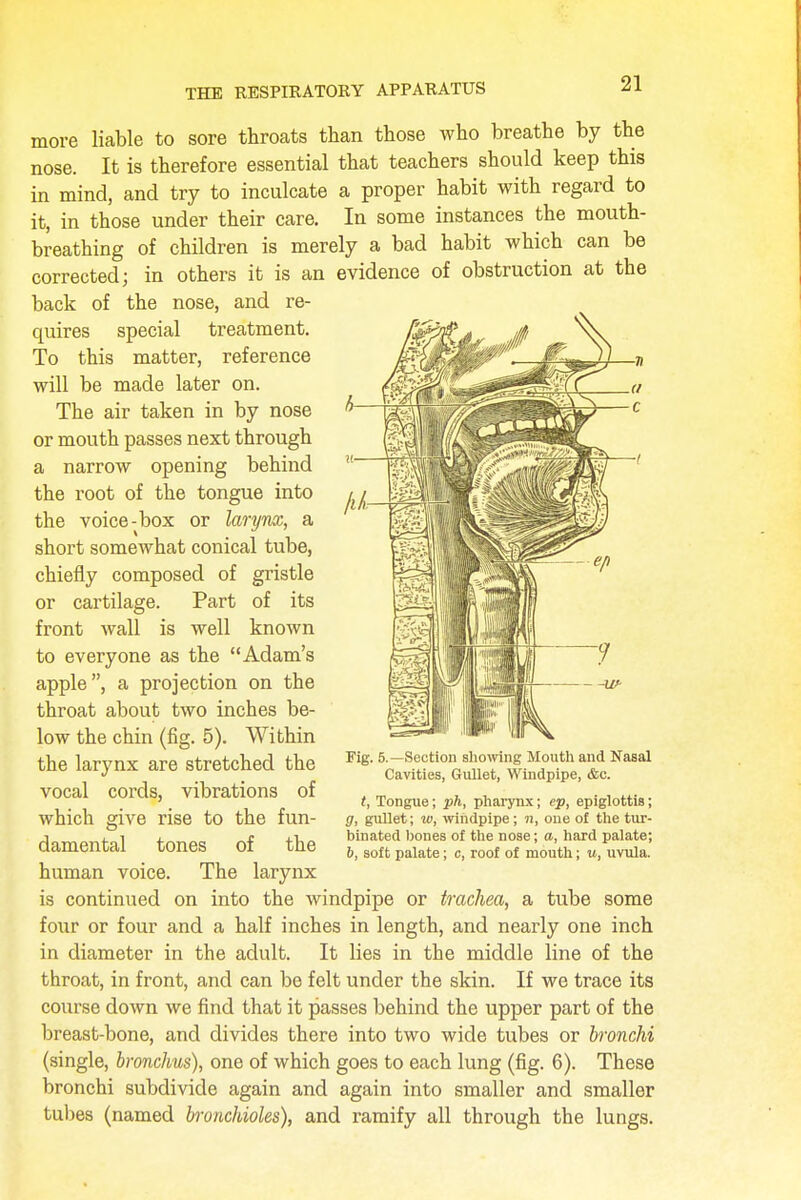 more liable to sore throats than those who breathe by the nose. It is therefore essential that teachers should keep this in mind, and try to inculcate a proper habit with regard to it, in those under their care. In some instances the mouth- breathing of children is merely a bad habit which can be corrected; in others it is an evidence of obstruction at the back of the nose, and re- quires special treatment. To this matter, reference will be made later on. The air taken in by nose or mouth passes next through a narrow opening behind the root of the tongue into the voice-box or larynx, a short somewhat conical tube, chiefly composed of gristle or cartilage. Part of its front wall is well known to everyone as the Adam's apple, a projection on the throat about two inches be- low the chin (fig. 5). Within the larynx are stretched the vocal cords, vibrations of which give rise to the fun- damental tones of the human voice. The larynx is continued on into the windpipe or trachea, a tube some four or four and a half inches in length, and nearly one inch in diameter in the adult. It lies in the middle line of the throat, in front, and can be felt under the skin. If we trace its course down we find that it passes behind the upper part of the breast-bone, and divides there into two wide tubes or bronchi (single, bronchus), one of which goes to each lung (fig. 6). These bronchi subdivide again and again into smaller and smaller tubes (named bronchioles), and ramify all through the lungs. Fig. 5.—Section showing Mouth and Nasal Cavities, Gullet, Windpipe, &c. t, Tongue; ph, pharynx; ep, epiglottis; g, gullet; w, windpipe; n, oue of the tur- binated bones of the nose; a, hard palate; b, soft palate; c, roof of mouth; u, uvula.