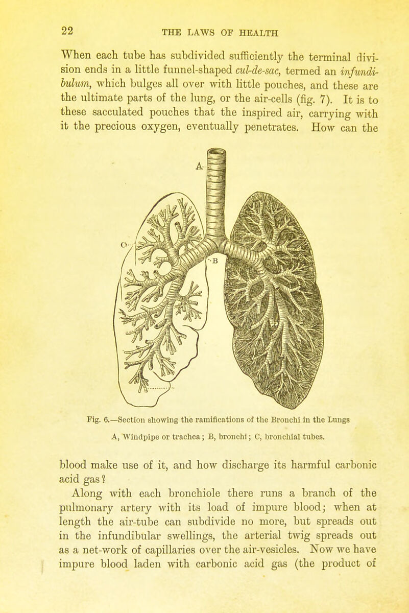 When each tube has subdivided sufficiently the terminal divi- sion ends in a little funnel-shaped cul-de-sac, termed an infundi- bulum, which bulges all over with little pouches, and these are the ultimate parts of the lung, or the air-cells (fig. 7). It is to these sacculated pouches that the inspired air, carrying with it the precious oxygen, eventually penetrates. How can the Fig. 6.—Section showing the ramifications of the Bronchi in the Lnngs A, Windpipe or trachea; B, bronchi; C, bronchial tubes. blood make use of it, and how discharge its harmful carbonic acid gas 1 Along with each bronchiole there runs a branch of the pulmonary artery with its load of impure blood; when at length the air-tube can subdivide no more, but spreads out in the infundibular swellings, the arterial twig spreads out as a net-work of capillaries over the air-vesicles. Now we have impure blood laden with carbonic acid gas (the product of