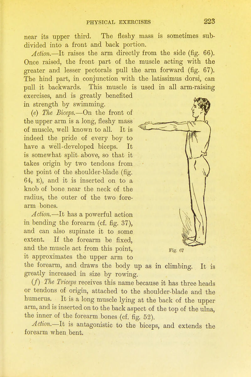 near its upper third. The fleshy mass is sometimes sub- divided into a front and back portion. Action.—It raises the arm directly from the side (fig. 66). Once raised, the front part of the muscle acting with the greater and lesser pectorals pull the arm forward (fig. 67). The hind part, in conjunction with the latissimus dorsi, can pull it backwards. This muscle is used in all arm-raising exercises, and is greatly benefited in strength by swimming. (e) The Biceps.—On the front of the upper arm is a long, fleshy mass of muscle, well known to all. It is indeed the pride of every boy to have a well-developed biceps. It is somewhat split - above, so that it takes origin by two tendons from the point of the shoulder-blade (fig. 64, e), and it is inserted on to a knob of bone near the neck of the radius, the outer of the two fore- arm bones. Action.—It has a powerful action in bending the forearm (cf. fig. 37), and can also supinate it to some extent. If the forearm be fixed, and the muscle act from this point, it approximates the upper arm to the forearm, and draws the body up as in climbing. It is greatly increased in size by rowing. (/) The Triceps receives this name because it has three heads or tendons of origin, attached to the shoulder-blade and the humerus. It is a long muscle lying at the back of the upper arm, and is inserted on to the back aspect of the top of the ulna, the inner of the forearm bones (cf. fig. 52). Action.—It is antagonistic to the biceps, and extends the forearm when bent.