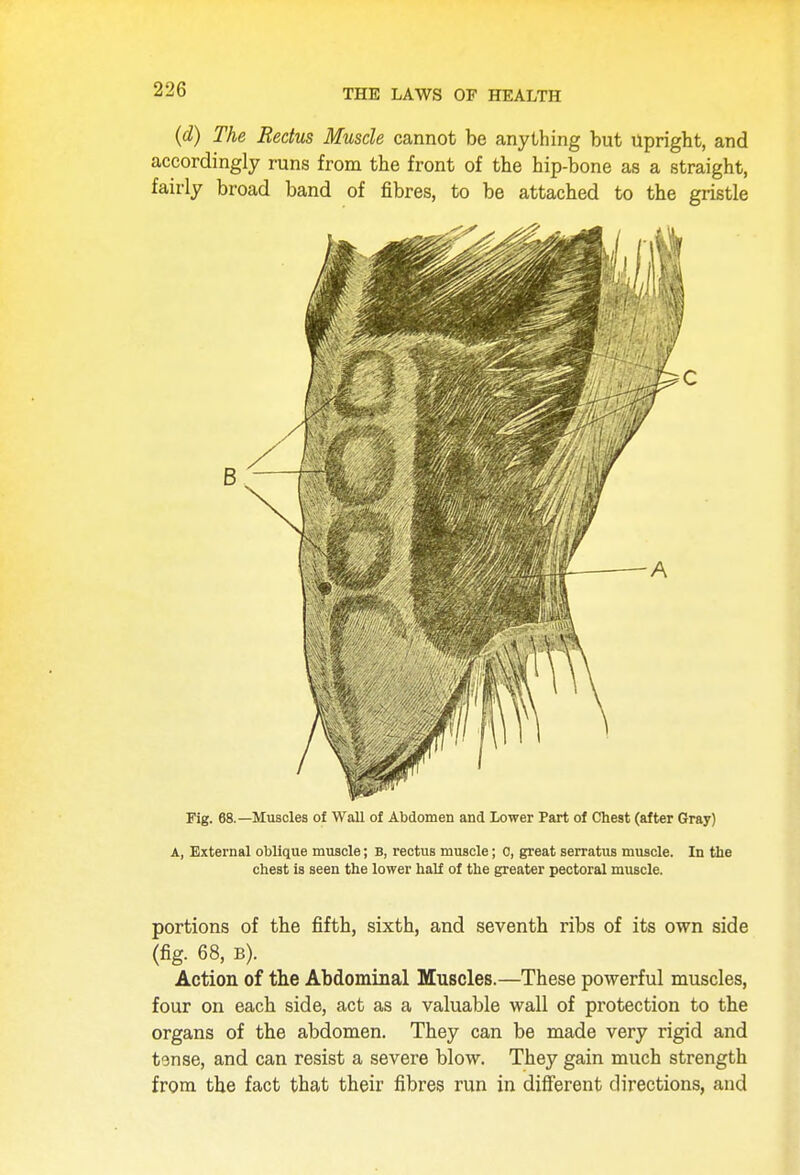 (d) The Rectus Muscle cannot be anything but Upright, and accordingly runs from the front of the hip-bone as a straight, fairly broad band of fibres, to be attached to the gristle Fig. 68.—Muscles of Wall of Abdomen and Lower Part of Chest (after Gray) a, External oblique muscle; B, rectus muscle; 0, great serratus muscle. In the chest is seen the lower half of the greater pectoral muscle. portions of the fifth, sixth, and seventh ribs of its own side (fig. 68, b). Action of the Abdominal Muscles.—These powerful muscles, four on each side, act as a valuable wall of protection to the organs of the abdomen. They can be made very rigid and tense, and can resist a severe blow. They gain much strength from the fact that their fibres run in different directions, and