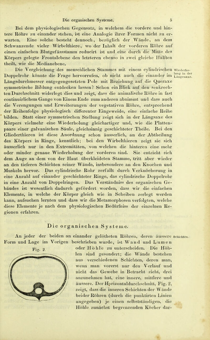 Bei dem pliysiologisciien Gegensatz, in welchem die vordere und hin- tere Röhre zu einander stehen, ist eine Analogie ihrer Formen nicht zu er- warten. Eine solche besteht dennoch, bezüglich der Wände, an dem Schwanzende vieler Wirbelthiere, wo der Inhalt der vorderen Rölire auf einen einfachen Blutgefässstaram reducirt ist und eine durch die Mitte des Körpers gelegte Frontalebene den letzteren ebenso in zwei gleiche Hälften theilt, wie die Medianebene. Die Vergleichung des menschlichen Stammes mit einem cylindrischeu wiciUnho- Doppelrohr könnte die Frage hervorrufen, ob nicht auch die einander im Lalfgenax Längsdurchmesser entgegengesetzten Pole mit Beziehung auf die Queraxe symmetrische Bildung entdecken lassen ? Schon ein Blick auf den senkrech- ten Durchschnitt widerlegt dies und zeigt, dass die animalische Röhre in fast continuii'lichem Gange von Einem Ende zum anderen abnimmt und dass auch die Verengungen und Erweiterungen der vegetativen Röhre, entsprechend der Reihenfolge physiologisch differenter Eingeweide, eine einfache Reihe bilden. Statt einer symmetrischen Stellung zeigt sich in der Längsaxe des Körpers vielmehr eine Wiederholung gleichartiger und, wie die Platten- paare einer galvanischen Säule, gleichsinnig geschichteter Theile. Bei den Gliederthieren ist diese Anordnung schon äusserlich, an der Abtheilung des Körpers in Ringe, kenntlich; bei den Wirbelthieren zeigt sie sich äusserlich nur in den Extremitäten, von welchen die hinteren eine mehr oder minder genaue Wiederholung der vorderen sind. Sie entzieht sich dem Auge an dem von der Haut überkleideten Stamme, tritt aber wieder an den tieferen Schichten seiner Wände, insbesondere an den Knochen und Muskeln hervor. Das cylindrische Rohr zerfällt durch Verkuöcherung in eine Anzahl auf einander geschichteter Ringe, das cylindrische Doppelrohr in eine Anzahl von Doppelringen. Das Verständniss des organischen Ge- bäudes ist wesentlich dadurch gefördert worden, dass wir die einfachen Elemente, in welche der Körper gleich wie in Scheiben zerlegt werden kann, aufsuchen lernten und dass wir die Metamorphosen verfolgten, welche diese Elemente je nach dem physiologischen Bediirfniss der einzelnen Re- gionen erfahren. Die organischen Systeme. An jeder der beiden an einander gelötheten Röhren, deren äussere Scinihton. Form und Lage im Vorigen beschrieben wurde, ist Wand und Lumen oder Höhle zu unterscheiden. Die Höh- len sind gesondert; die Wände bestehen aus verschiedeneu Schichten, deren man, wenn man vorerst nur den Verlauf und nicht das Gewebe in Betracht zieht, drei anzunehmen hat, eine innere, mittlere und äussere. Der Hprizontaldurchschnitt, Fig. 2, zeigt, dass die inneren Schichten der Wände beider Röhren (durch die punktirten Linien angegeben) je einen selbstständigen, die Höhle zunächst begrenzenden Köcher dar-