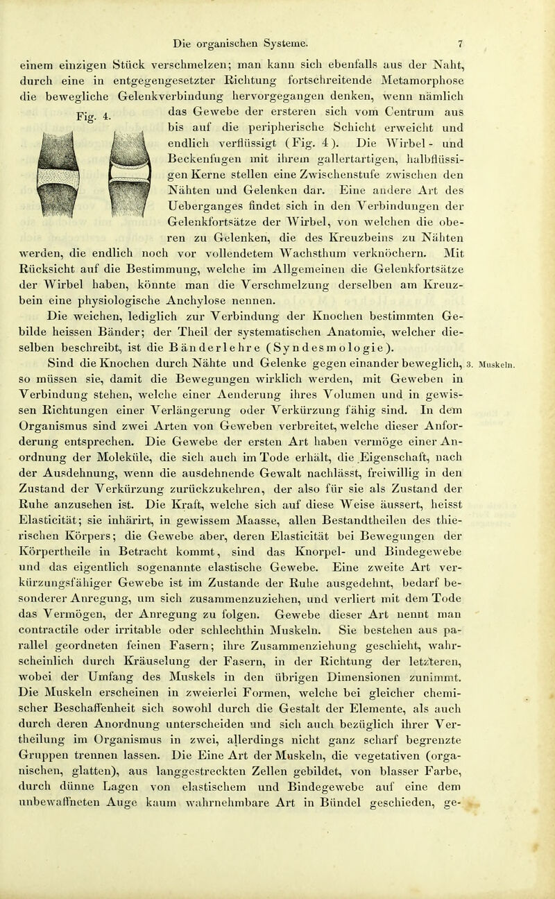 einem einzigen Stück versclimelzen; man kann sich ebenfalls aus der Naht, durch eine in entgegengesetzter Richtung fortschreitende Metamorphose die bewegliche Gelenkverbindung hervorgegangen denken, wenn nämlich das Gewebe der ersteren sich vom Centrum aus bis auf die peripherische Schicht erweicht und endlich verflüssigt (Fig. 4). Die Wirbel- und Beckenfugen mit ihrem gallertartigen, halbflüssi- gen Kerne stellen eine Zwischenstufe zwischen den Nähten und Gelenken dar. Eine andere Art des Ueberganges findet sich in den Verbindungen der Geleakfortsätze der Wirbel, von welchen die obe- ren zu Gelenken, die des Kreuzbeins zu Nähten werden, die endlich noch vor vollendetem Wachsthum verknöchern. Mit Rücksicht auf die Bestimmung, welche im Allgemeinen die Gelenkfortsätze der Wirbel haben, könnte man die Verschmelzung derselben am Kreuz- bein eine physiologische Anchylose nennen. Die weichen, lediglich zur Verbindung der Knochen bestimmten Ge- bilde heissen Bänder; der Theil der systematischen Anatomie, welcher die- selben beschreibt, ist die Bänderlehre (Syndesm ologie). Sind die Knochen durcli Nähte und Gelenke gegen einander beweglich, 3. Muskeln, so müssen sie, damit die Bewegungen wirklich werden, mit Geweben in Verbindung stehen, welche einer Aenderung ihres Volumen und in gewis- sen Richtungen einer Verlängerung oder Verkürzung fähig sind. In dem Organismus sind zwei Arten von Geweben verbreitet, welche dieser Anfor- derung entsprechen. Die Gewebe der ersten Art haben vermöge einer An- ordnung der Moleküle, die sich auch im Tode erhält, die Eigenschaft, nach der Ausdehnung, wenn die ausdehnende Gewalt nachlässt, freiwillig in den Zustand der Verkürzung zurückzukehren, der also für sie als Zustand der Ruhe anzusehen ist. Die Kraft, welche sich auf diese Weise äussert, heisst Elasticität; sie inhärirt, in gewissem Maasse, allen Bestandtheilen des thie- rischen Körpers; die Gewebe aber, deren Elasticität bei Bewegungen der Körpertheile in Betracht kommt, sind das Knorpel- und Bindegewebe und das eigentlich sogenannte elastische Gewebe. Eine zweite Art ver- kürzungsfähiger Gewebe ist im Zustande der Ruhe ausgedehnt, bedarf be- sonderer Anregung, um sich zusammenzuziehen, und verliert mit dem Tode das Vermögen, der Anregung zu folgen. Gewebe dieser Art nennt man contractile oder ii'ritable oder schlechthin Muskeln. Sie bestehen aus pa- rallel geordneten feinen Fasern; ihre Zusammenziehung geschieht, wahr- scheinlich durch Kräuselung der Fasern, in der Richtung der letzteren, wobei der Umfang des Muskels in den übrigen Dimensionen zunimmt. Die Muskeln erscheinen in zweierlei Formen, welche bei gleicher chemi- scher Beschaffenheit sich sowohl durch die Gestalt der Elemente, als auch durch deren Anordnung unterscheiden und sich auch bezüglich ihrer Ver- theilung im Organismus in zwei, allerdings nicht ganz scharf begrenzte Gruppen trennen lassen. Die Eine Art der Muskeln, die vegetativen (orga- nischen, glatten), aus langgestreckten Zellen gebildet, von blasser Farbe, durch dünne Lagen von elastischem und Bindegewebe auf eine dem unbewaffneten Auge kaum wahrnelimbare Art in Bündel geschieden, ge-