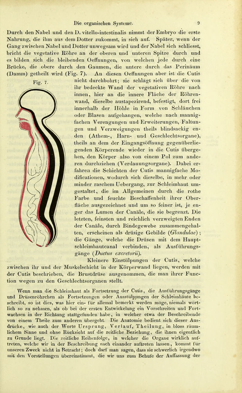 Durch den Nabel und den D. vitello-intestinalis nimmt der Embryo die erste Nahrung, die ihm aus dem Dotter zukommt, in sich auf. Später, wenn der Gang zwischen Nabel und Dotter unwegsam wird und der Nabel sich schliesst, bricht die vegetative ßöhre an der oberen und unteren Spitze durch und es bilden sich die bleibenden Oeffnungen, von welchen jede durch eine Brücke, die obere durch den Gaumen, die untere durch das Perinäum (Damm) getheilt wird (Fig. 7). An diesen Oeffnungen aber ist die Cutis nicht durchbolirt; sie schlägt sich über die von ihr bedeckte Wand der vegetativen Rölire nach innen, hier an die innere Fläche der Köhren- wand, dieselbe austapezirend, befestigt, dort frei innerhalb der Höhle in Form von Scldäuchen oder Blasen aufgehangen, welche nach mannig- faclien Verengungen und Erweiterungen, Faltun- gen und Verzweigungen theils blindsackig en- den (Athem-, Harn- und Geschlechtsorgane), theils an dem der Eingangsöffhung gegenüberlie- genden Körperende wieder in die Cutis überge- hen, den Körper also von einem Pol zum ande- ren durchziehen (Verdauungsorgane). Dabei er- fahren die Schichten der Cutis mannigfache Mo- dificationen, wodurch sich dieselbe, in mehr oder minder raschem Uebergang, zur Schleimhaut um- gestaltet, die im Allgemeinen durch die rothe Farbe und feuchte Beschaffenheit ihrer Ober- fläche ausgezeichnet und um so feiner ist, je en- ger das Lumen der Canäle, die sie begrenzt. Die letzten, feinsten und reichlich verzweigten Enden der Canäle, durch Bindegewebe zusammengehal- ten, erscheinen als drüsige Gebilde {Glandulae) ; die Gänge, welche die Drüsen mit dem Haupt- schleimhautcanal verbinden, als Ausführungs- gänge {Ductus excretorii). Kleinere Einstülpungen der Cutis, welche zwischen ihr und der Muskelscliicht in der Körperwand liegen, werden mit der Cutis beschrieben, die Brustdrüse ausgenommen, die man ihrer Func- tion wegen zu den Geschlechtsorganen stellt. Wenn man die Schfeimhaut als Fortsetzung der Cutis, die Ausiührungsgänge und Drüsenröhi-chen als Fortsetzungen oder Ausstülpungen der Schleimhäute be- schreibt, so ist dies, was hier ein- für allemal bemerkt werden möge, niemals wört- lich so zu nehmen, als ob bei der ersten Entwickelung ein Vorschreiten und Fort- wachsen in der Richtung stattgefunden habe, in welcher etwa der Beschreibende von einem Theile zum anderen übergeht. Die Anatomie bedient sich dieser Aus- drücke, wie auch der Worte Ursprung, Verlauf, Theilung, in bloss räum- lichem Sinne und ohne Rücksicht auf die zeitliche Beziehung, die ihnen eigentlich zu Grunde liegt. Die zeitliche Reihenfolge, in welcher die Organe wirklich auf- treten, welche wir in der Beschreibung nach einander aufti'eten lassen, kommt für unseren Zweck nicht in Betracht; doch darf man sagen, dass sie schwerlich irgendwo mit den Vorstellungen übereinstimmt, die wir uns zum Behufe der Auffassung der