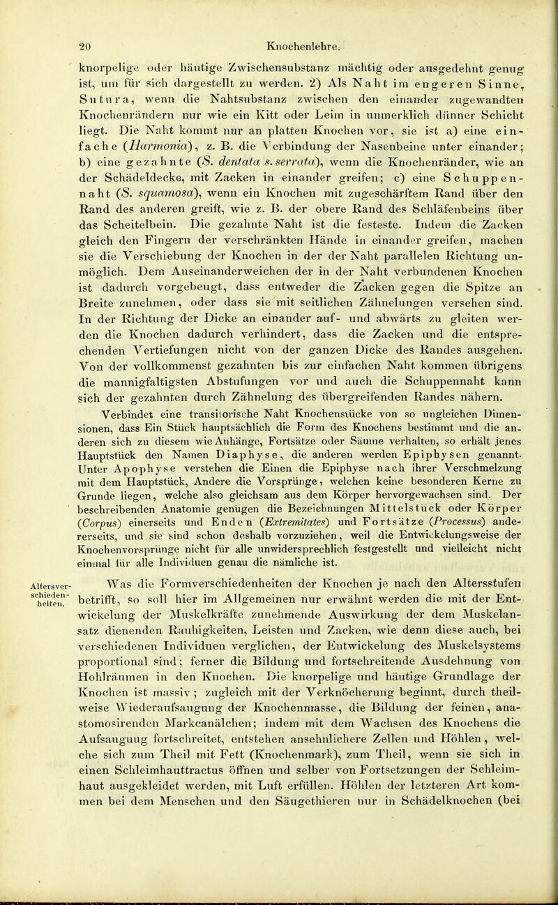 knorpelige oder häutige Zwischensubstanz mächtig oder ansgedehnt genug ist, um für sich dargestellt zu werden. 2) Als Naht im engeren Sinne, Siitura, wenn die Nahtsubstanz zwischen den einander zugewandten Knochenrändern nur wie ein Kitt oder Leim in unmerklich dünner Schicht liegt. Die Naht kommt nur an platten Knochen vor, sie ist a) eine ein- fache (^Harmonid) ^ z. B. die Verbindung der Nasenbeine unter einander; b) eine gezahnte (5. dentata s.serratd), wenn die Knochenränder, wie an der Schädeldecke, mit Zacken in einander greifen; c) eine Schuppen- naht (5. squamosa\ wenn ein Knochen mit zugeschärftem Rand über den Rand des anderen greift, wie z. B. der obere Rand des Schläfenbeins über das Scheitelbein. Die gezahnte Naht ist die festeste. Indem die Zacken gleich den Fingern der verschränkten Hände in einander gi-eifen, machen sie die Verschiebung der Knochen in der der Naht parallelen Richtung un- möglich. Dem Auseinanderweichen der in der Naht verbundenen Knochen ist dadurch vorgebeugt, dass entweder die Zacken gegen die Spitze an Breite zunehmen, oder dass sie mit seitlichen Zähnelungen versehen sind. In der Richtung der Dicke an einander auf- und abwärts zu gleiten wer- den die Knochen dadurch verhindert, dass die Zacken vmd die entspre- chenden Vertiefungen nicht von der ganzen Dicke des Randes ausgehen. Von der vollkommenst gezahnten bis zur einfachen Naht kommen übrigens die mannigfaltigsten Abstufungen vor und auch die Schuppennaht kann sich der gezahnten durch Zähnelung des übergreifenden Randes nähern. Verbindet eine transilorische Naht Knochenslücke von so ungleichen Dimen- sionen, dass Ein Stück hauptsächlich die Form des Knochens bestimmt und die an- deren sich zu diesem wie Anhänge, Fortsätze oder Säume verhalten, so erhält jenes Hauptstück den Namen Diaphyse, die anderen werden Epiphysen genannt. Unter Apophyse verstehen die Einen die Eplphyse nach ihrer Verschmelzung mit dem Hauptstück, Andere die Vorsprünge, welchen keine besonderen Kerne zu Grunde liegen, welche also gleichsam aus dem Körper hervorgewachsen sind. Der ' beschreibenden Anatomie genügen die Bezeichnungen Mittelstück oder Körper (Corpus) einerseits und Enden (Exlremitates) und Fortsätze (Processus) ande- rerseits, und sie sind schon deshalb vorzuziehen, weil die Entwickelungsweise der Knochenvorsprünge nicht für alle unwidersprechlich festgestellt und vielleicht nicht eininal lür alle Individuen genau die nämliche ist. Aitersver- Was die Formvcrschiedenheiten der Knochen je nach den Altersstufen ^*heiteu betrifft, so soll hier im Allgemeinen nur erwähnt werden die mit der Ent- wickelung der Muskelkräfte zunehmende Auswirkung der dem Muskelan- satz dienenden Rauhigkeiten, Leisten und Zacken, wie denn diese auch, bei verschiedenen Individuen verglichen, der Entwickelung des Muskelsystems proportional sind; ferner die Bildung und fortschreitende Ausdehnung von Hohlräumen in den Knochen. Die knorpelige und häutige Grundlage der Knochen ist massiv ; zugleich mit der Verknöcherung beginnt, durch theil- weise Wiederaufsaugung der Knochenmasse, die Bildung der feinen, ana- stomosirenden Markcanälchen; indem mit dem Wachsen des Knochens die Aufsaugung fortschreitet, entstehen ansehnlichere Zellen und Höhlen, wel- che sich zum Theil mit Fett (Knochenmark), zum Theil, wenn sie sich in einen Schleimhauttractus öffnen und selber von Fortsetzungen der Schleim- haut ausgekleidet werden, mit Luft erfüllen. Höhlen der letzteren Art kom- men bei dem Menschen und den Säugethieren nur in Schädelknochen (bei