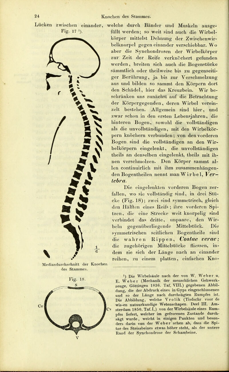 Lücken zwischen einander, Fig. 17 1). Mediandurchschnitt der Knochen des Stammes. welche durch Bänder und Muskeln ausge- füllt werden; so weit sind auch die Wirbel- körper mittelst Dehnung der Zwischenwir- belknorpel gegen einander verschiebbar. Wo aber die Synchondrosen der Wirbelkörper zur Zeit der Reife verknöchert gefunden werden, breiten sich auch die Bogenstücke sämmtlich oder theilweise bis zu gegenseiti- ger Berülirung, ja bis zur Verschmelzung aus und bilden so sammt den Körpern dort den Schädel, hier das Kreuzbein. Wir be- schränken uns zunächst auf die Betrachtung der Körpergegenden, deren Wirbel verein- zelt bestehen. Allgemein sind hier, und zwar schon in den ersten Lebensjahren, die hinteren Bogen, sowohl die vollständigen als die unvollständigen, mit den Wirbelkör- pern knöchern verbunden; von den vorderen Bogen sind die vollständigen an den Wir- belkörpern eingelenkt, die unvollständigen theils an denselben eingelenkt, theils mit ih- nen verschmolzen. Den Körper sammt al- len continuirlich mit ihm zusammenhängen- den Bogentheilen nennt man Wir bei, Vev— tebra. Die eingelenkten vorderen Bogen zer- fallen, wo sie vollständig sind, in drei Stü- cke (Fig. 18); zwei sind symmetrisch, gleich den Hälften eines Reifs ; ilire vorderen Spi- tzen, die eine Strecke weit knorpelig sind verbindet das dritte, unpaare, den Wir- beln gegenüberliegende Mittelstück. Die symmetrischen seitlichen Bogentheile sind die wahren Rippen, Costue vevae: die zugehörigen Mittelstücke fliessen, in- dem sie sich der Länge nach an einander reihen, zu einem platten, einfachen Kno- ^) Die Wirbelsäule nach der von W. Weber u. E. Weber (Mechanik der menschlichen Gehwerk- zeuge. Göttingen 1836. Taf. VIII.) gegebenen Abbil- dung, die der Abdruck eines in Gyps eingeschlossenen und so der Länge nach durchsagten Kumpfes ist. Die Abbildung, welche Vrolik (Tisdschr voor de wis-en natuurkundige Wetenschapen. Deel III. Am- sterdam 1850. Taf. I.) von der Wirbelsäule eines Rum- pfes liefert, welcher im gefrorenen Zustande durch- sägt wurde, weicht in einigen Punkten und beson- ders darin von der Weber'sehen ab, dass die Spi- tze des Steissbeines etwas höher steht, als der untere Rand der Synchondrose der Schambeine.