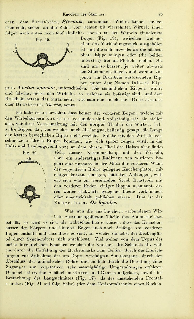 chen, dem Brustbein, Stermim^ zusammen. Wahre Rippen erstre- cken sich, sieben an der Zahl, vom achten bis viei-zehnten Wirbel; ihnen folgen nach unten noch fünf ähnliche, ebenso an den Wirbeln eingelenkte Y\a_ 19. Bogen (Fig. 19), zwischen welchen aber dats Verbindungsstück ausgefallen ist und die sich entweder an die nächste obere Rippe anlegen oder (die beiden untersten) frei im Fleische enden. Sie sind um so kürzer, je weiter abwärts am Stamme sie liegen, und werden von jenen am Brustbein anstossenden Rip- pen unter dem Namen falsche Rip- pen, Cosfae spuriae^ unterschieden. Die sämmtlichen Rippen, wahre und falsche, nebst den Wirbeln, an welchen sie befestigt sind, und dem Brustbein setzen das zusammen, was man den knöchernen Brustkasten oder Brustkorb, Thorax, nennt. Ich habe schon erwähnt, dass keiner der vorderen Bogen, welche mit den Wirbelkörpern knöchern verbunden sind, vollständig ist; sie stellen also, vor ihrer Verschmelzung mit den übrigen Theilen der Wirbel, fal- sche Rippen dar, von welchen auch die längste, beiläufig gesagt, die Länge der letzten beweglichen Rippe nicht erreicht. Solche mit den Wirbeln ver- schmolzene falsche Rippen kommen, wie sich später zeigen wird, in der Hals- und Lendengegend vor; an dem oberen Theil des Halses aber findet Fig. 20- sich, ausser Zusammenhang mit den Wirbeln, oh noch ein anderartiges Rudiment von vorderen Bo- gen: eine unpaare, in der Mitte der vorderen Wand der vegetativen Röhre gelegene Knochenplatte, mit einigen kurzen, paarigen, seitlichen Anhängen, wel- che sich wie ein vereinzeltes Stück Brustbein mit den vorderen Enden einiger Rippen ausnimmt, de- ren weiter rückwärts gelegene Theile verkümmert oder unentwickelt geblieben wären. Dies ist das Zungenbein, Os hyoides. Was nun die aus knöchern verbundenen Wir- beln zusammengefügten Theile des Stammskelettes betrifft, so wird es sich als wahrscheinlich erweisen, dass das Kreuzbein ausser den Körpern und hinteren Bogen avich noch Anfänge von vorderen Bogen enthalte und dass diese es sind, an welche zunächst der Beckengür- tel durch Synchondrose sich anschliesst. Viel weiter von dem Typus der bisher beschriebenen Knochen weichen die Knoclien des Schädels ab, wel- che durch die Entfaltung des Rückenmarks zum Gehirn, durch die Einrich- tungen zur Aufnahme der am Kopfe vereinigten Sinnesorgane, durch den Abschluss der animalischen Röhre und endlich durch die Bereitung eines Zuganges zur vegetativen sehr mannigfaltige Umgestaltungen erfahren. Dennoch ist es, den Schädel im Grossen und Ganzen aufgefasst, sowohl bei Betrachtung des Längsschnittes (Fig. 17) als des umstehenden Frontal- schnittes (Fig. 21 auf folg. Seite) (der dem Horizontalschnitt eines Rücken-