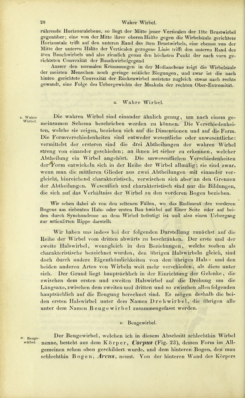 rührende Horizontalebene, so liegt der Mitte jener Verticalen der Ute Brustwirbel gegenüber; eine von der Mitte ihrer oberen Hälüe gegen die Wirbelsäule gerichtete Horizontale trifft auf den unteren Rand des 3ten Brustwirbels, eine ebenso von der Mitte der unteren Käll'te der Verticalen gezogene Linie trifft den unteren Rand des 4ten Bauchwirbels und also ziemlich genau den höchsten Punkt der nach vorn ge- richteten Convexität der Bauchwirbelgegend. Ausser den normalen Krümmungen in der Medianebene zeigt die Wirbelsäule der meisten Menschen noch geringe seitliche Biegungen, und zwar ist die nach hinten gerichtete Convexität der Rückenwirbel meistens zugleich etwas nach rechts gewandt, eine Folge des IJebergewichts der Muskeln der rechten Ober-Extremität. a. Wahre Wirbel. a. Wahre Die vi^ahrcn Wirbel sind einander ähnlich genug, um nach einem ge- meinsamen Schema beschrieben w^erden zu können. Die Verschiedenhei- ten, welche sie zeigen, beziehen sich auf die Dimensionen und auf die Form. Die Formverschiedenheiten sind entweder wesentliche oder unwesentliche: vermittelst der ersteren sind die drei Abtheilungen der wahren Wirbel streng von einander geschieden; an ihnen ist sicher zu erkennen, welcher Abtheilung ein Wirbel angehört. Die unwesentlichen Verschiedenheiten der t'orm entwickeln sich in der Reihe der Wirbel allmälig; sie sind zwar, wenn man die mittleren Glieder aus zwei Abtheilungen mit einander ver- gleicht, hinreichend charakteristisch, verwischen sich aber an den Grenzen der Abtheilungen. Wesentlich und charakteristisch sind nur die Bildungen, die sich auf das Verhältniss der Wirbel zu den vorderen Bogen beziehen. Wir sehen dabei ab von den seltenen Fällen, wo das Rudiment des vorderen Bogens am siebenten Hals- oder ersten Bau'hwirbel auf Einer Seite oder auf bei- den durch Synchondrose an dem Wirbel befestigt ist und also einen Uebergang zur articulirten Rippe darstellt Wir haben uns indess bei der folgenden Darstellung zunächst auf die Reihe der Wirbel vom dritten abwärts zu beschränken. Der erste und der zweite Halswirbel, wenngleich in den Beziehungen, welche soeben als charakteristische bezeichnet wurden, den übrigen Halswirbeln gleich, sind doch durch andere Eigenthiimlichkeiten von den übrigen Hals - und den beiden anderen Arten von Wirbeln weit mehr verschieden, als diese unter sich. Der Grund liegt hauptsächlich in der Einrichtung der Gelenke, die zwischen dem ersten und zweiten Halswirbel auf die Drehung um die Längsaxe, zwischen dem zweiten und dritten und so zwischen allen folgenden hauptsächlich auf die Beugung berechnet sind. Es mögen deshalb die bei- den ersten Halswirbel unter dem Namen Drehwirbel, die übrigen alle unter dem Namen Beugewirbel zusammengefasst werden. tx. Beugewirbel. «• Beuge- Beugewirbel, welchen ich in diesem Abschnitt schlechthin Wirbel Wirbel, nenne, besteht aus dem Körper, Corpus (Fig. 23), dessen Form im All- gemeinen schon oben geschildert wurde, und dem hinteren Bogen, den man schlechthin Bogen, AvcilS, nennt. Von der hinteren Wand des Körpers
