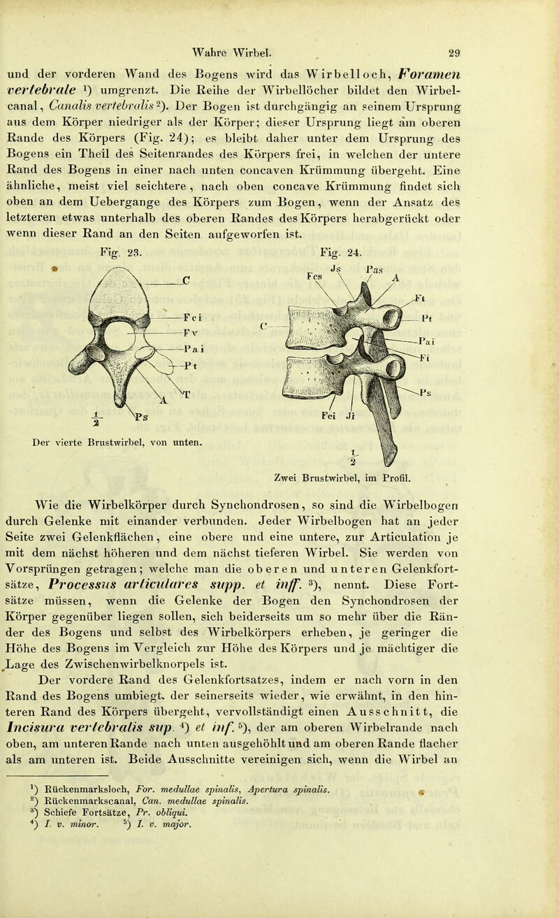 und der vorderen Wand des Bogens wird das Wirbelloch, Foramen vei'tebrale ^) umgrenzt. Die Reihe der W^irbellöcher bildet den Wirbel- canal, Canalis verfebralis-). Der Bogen ist durchgängig an seinem Ursprung aus dem Körper niedriger als der Körper; dieser Ursprung liegt am oberen Rande des Körpers (Fig. 24); es bleibt daher unter dem Ursprung des Bogens ein Theil des Seitenrandes des Körpers frei, in welchen der untere Rand des Bogens in einer nach unten concaven Krümmung übergeht. Eine ähnliche, meist viel seichtere, nach oben concave Krümmung findet sich oben an dem Uebergange des Körpers zum Bogen, wenn der Ansatz des letzteren etwas unterhalb des oberen Randes des Körpers herabgerückt oder wenn dieser Rand an den Seiten aufgeworfen ist. Fig. 23. Fig. 24. Der vierte Brustwirbel, von unten. 1, i Zwei Brustwirbel, im Profil. Wie die Wirbelkörper durch Synchondrosen, so sind die Wirbelbogen durch Gelenke mit einander verbunden. Jeder Wirbelbogen hat an jeder Seite zwei Gelenkflächen, eine obere und eine untere, zur Articulation je mit dem nächst höheren und dem nächst tieferen Wirbel. Sie werden von Vorsprüngen getragen; welche man die oberen und unteren Gelenkfort- sätze, Process^iS articularcs supp. et inff. 3), nennt. Diese Fort- sätze müssen, wenn die Gelenke der Bogen den Synchondrosen der Körper gegenüber liegen sollen, sich beiderseits um so mehr über die Rän- der des Bogens und selbst des Wirbelkörpers erheben, je geringer die Höhe des Bogens im Vergleich zur Höhe des Körpers und je mächtiger die ,Lage des Zwischenwirbelknorpels ist. Der vordere Rand des Gelenkfortsatzes, indem er nach vorn in den Rand des Bogens umbiegt, der seinerseits wieder, wie erwähnt, in den hin- teren Rand des Körpers übergeht, vervollständigt einen Ausschnitt, die Incisura verlebralis SUp. et i)if. s), der am oberen Wirbelrande nach oben, am unteren Rande nach unten ausgehöhlt und am oberen Rande flacher als am imteren ist. Beide Ausschnitte vereinigen sich, wenn die Wirbel an ') Eückenmarksloch, For. meduHae spinalis, Apertura spinalis. ^ ^) Rückenmarkscanal, Can. medullae spinalis. Schiefe Fortsätze, Pr. obliqui. ■*) /. V. minor. ^) /. v. major.